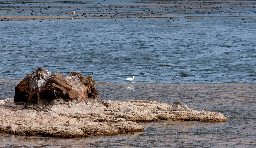 S'ALBUFERA