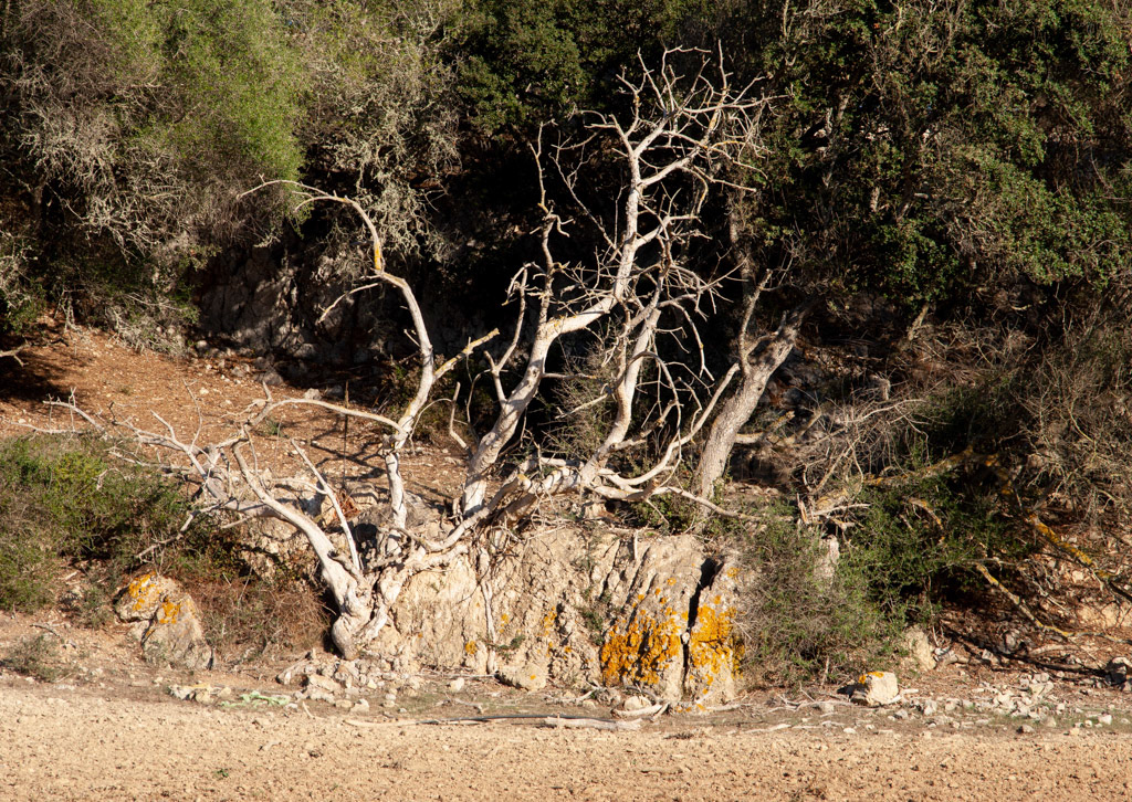 ARBRE SEC