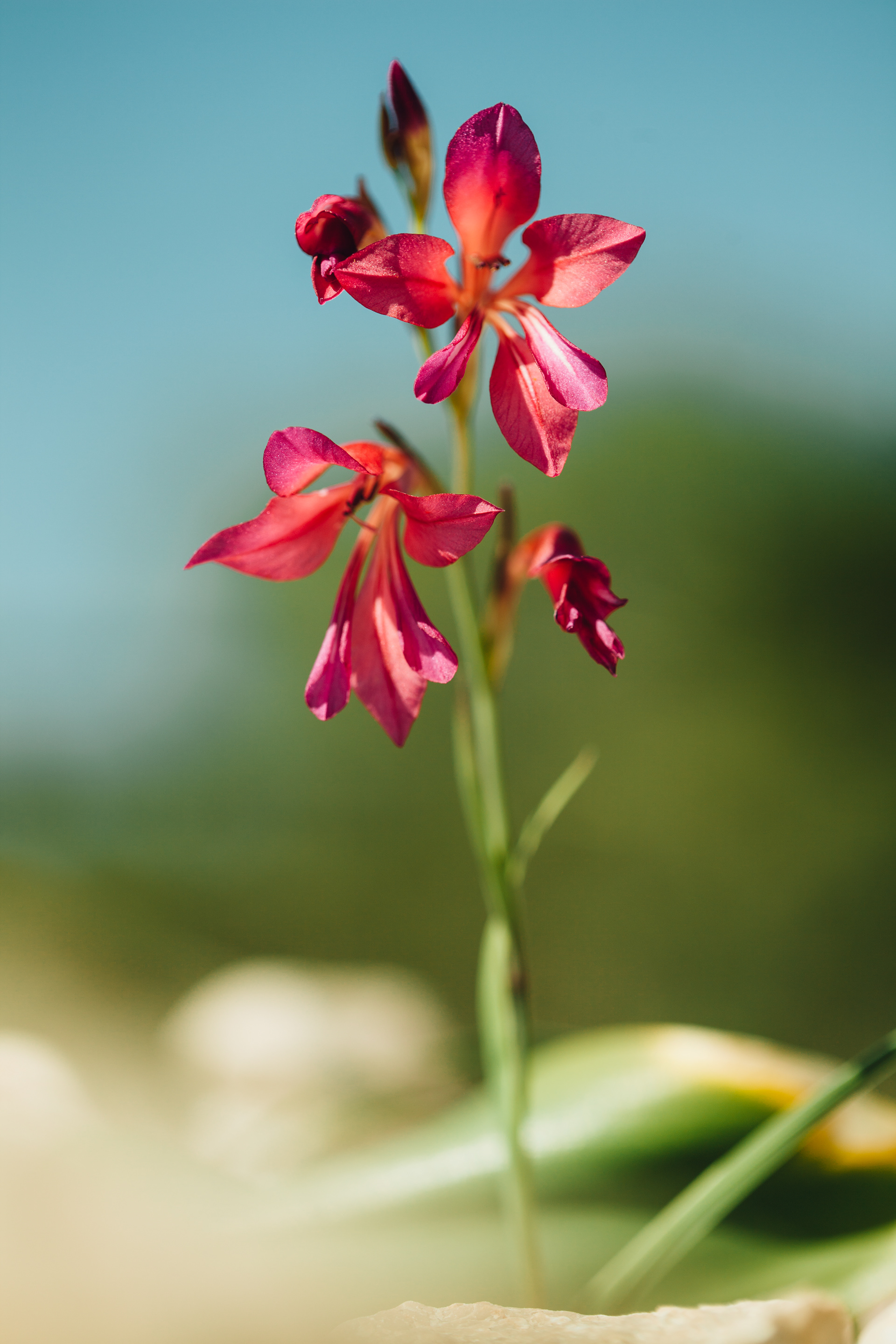 Flowers at Castillo de Xivert