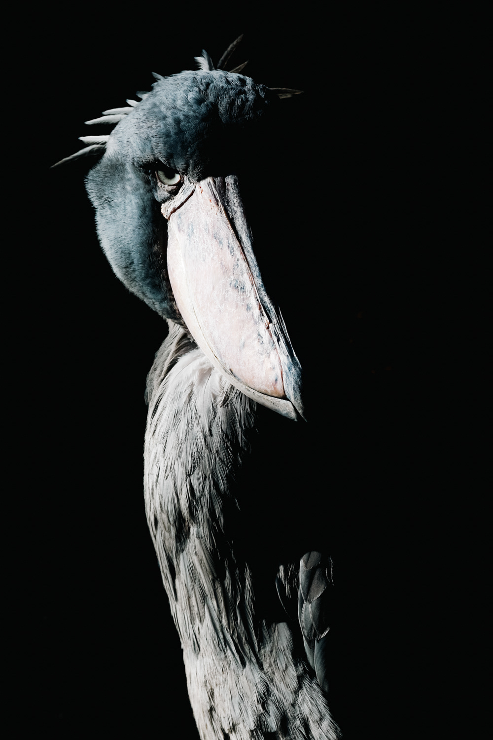 ハシビロコウ