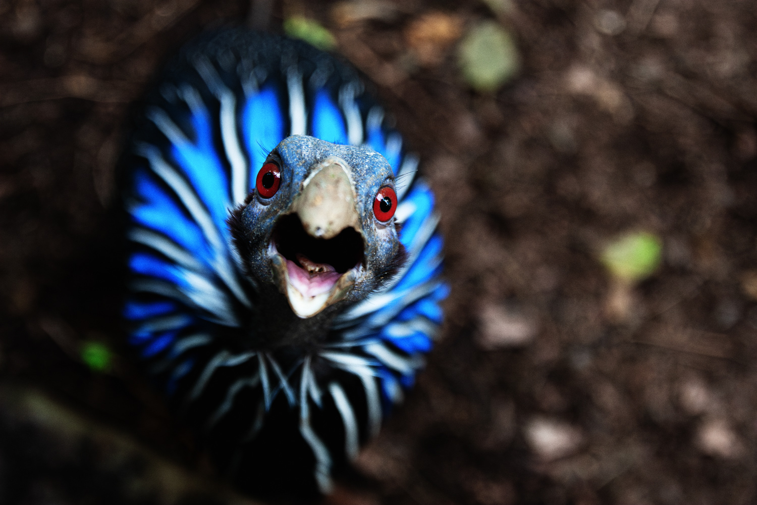 フサホロホロチョウ