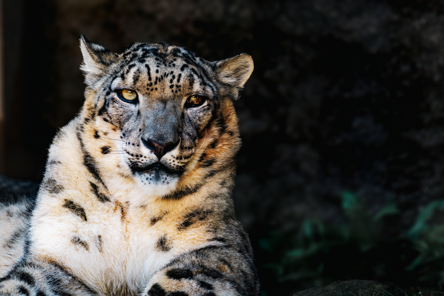 ユキヒョウ