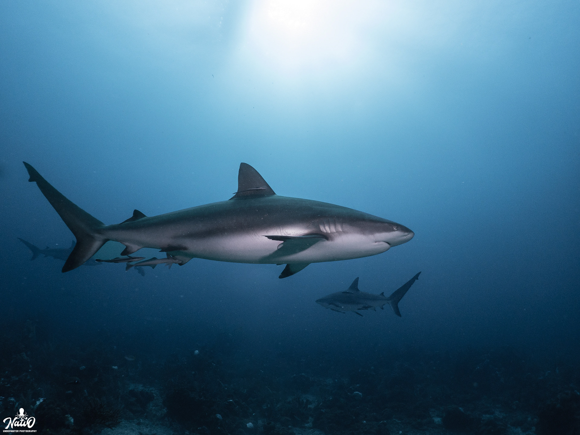 Caribbean Reef Shark