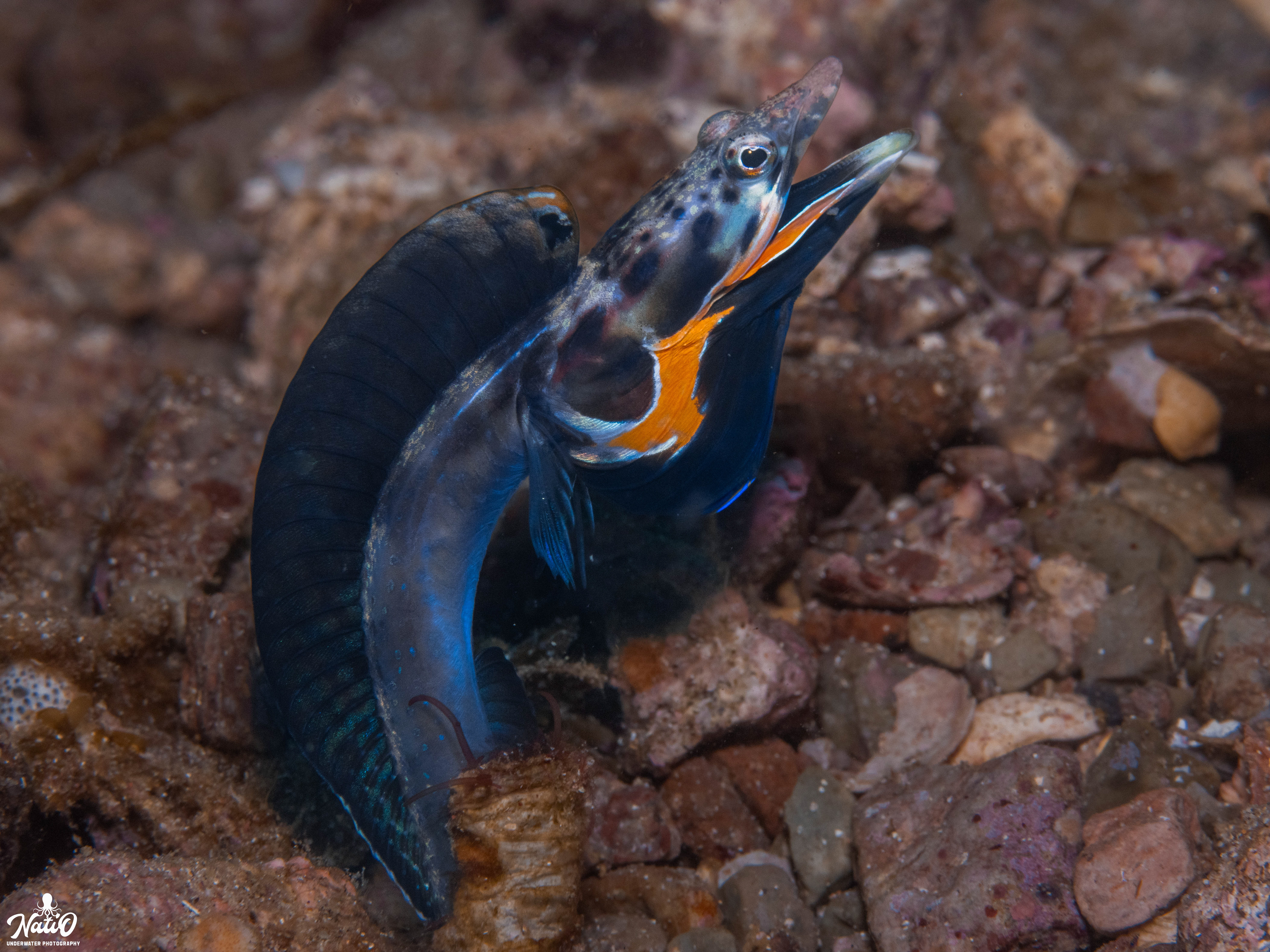 orange throat pike blenny