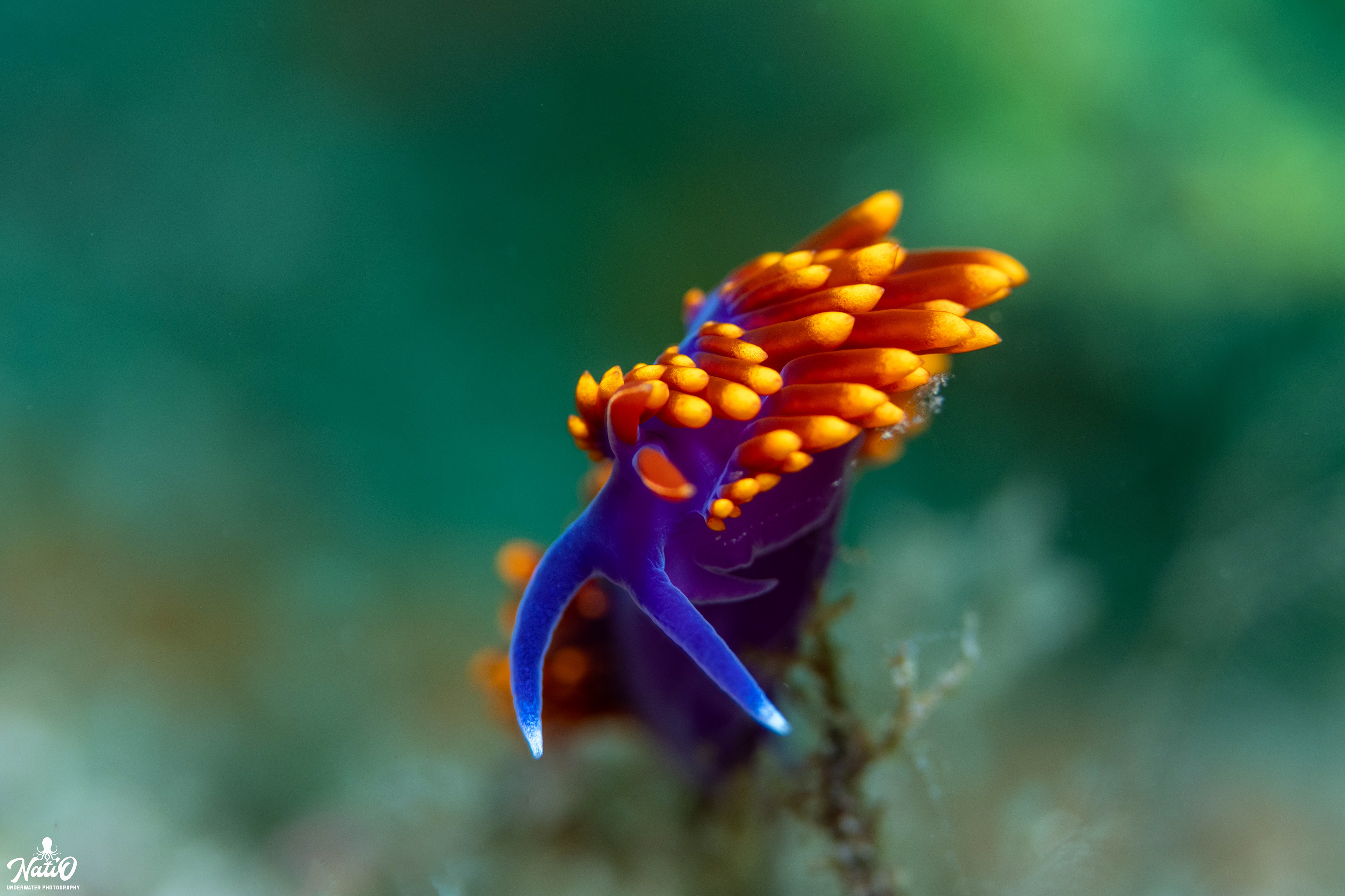 Spanish shoal nudibranch