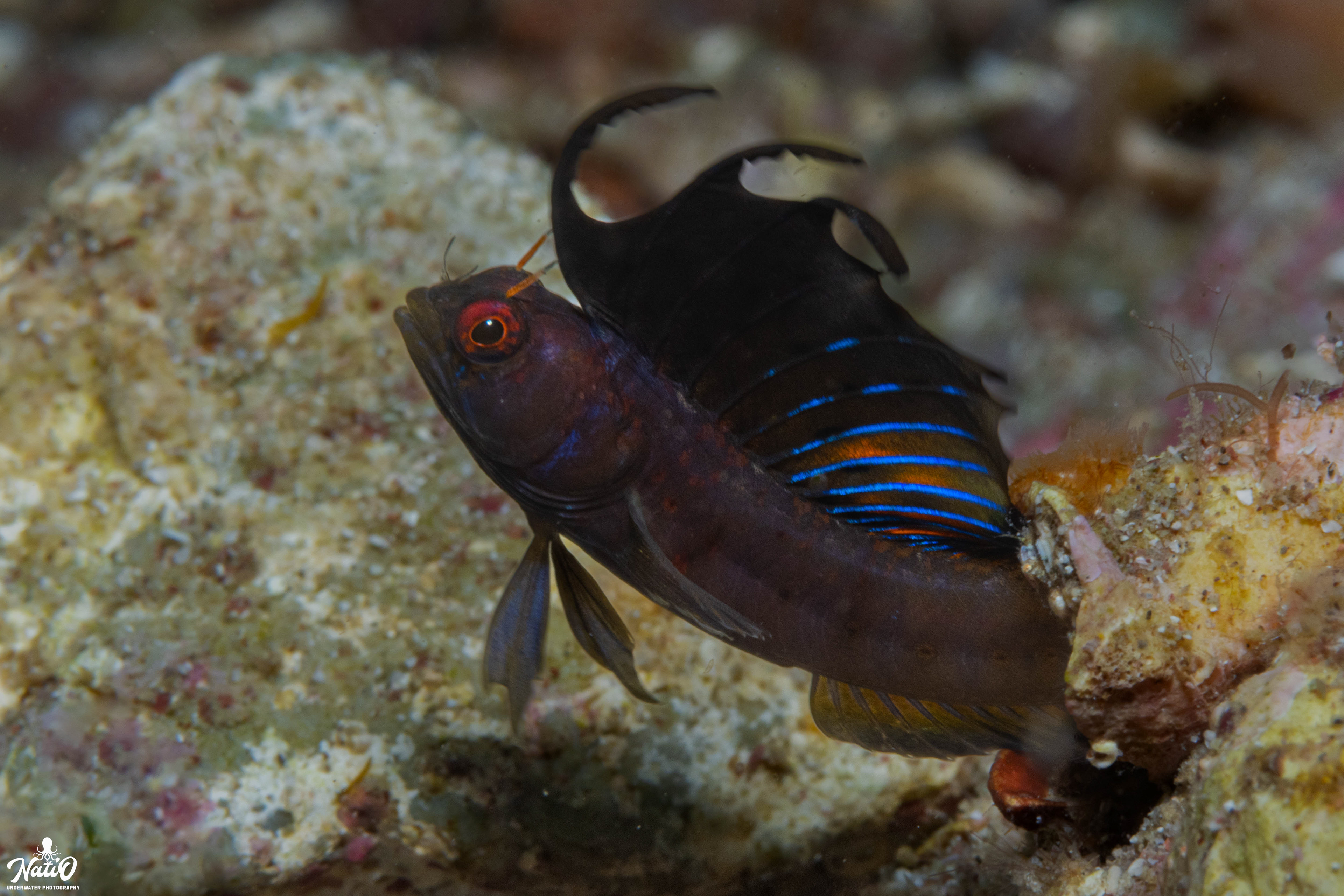signal blenny