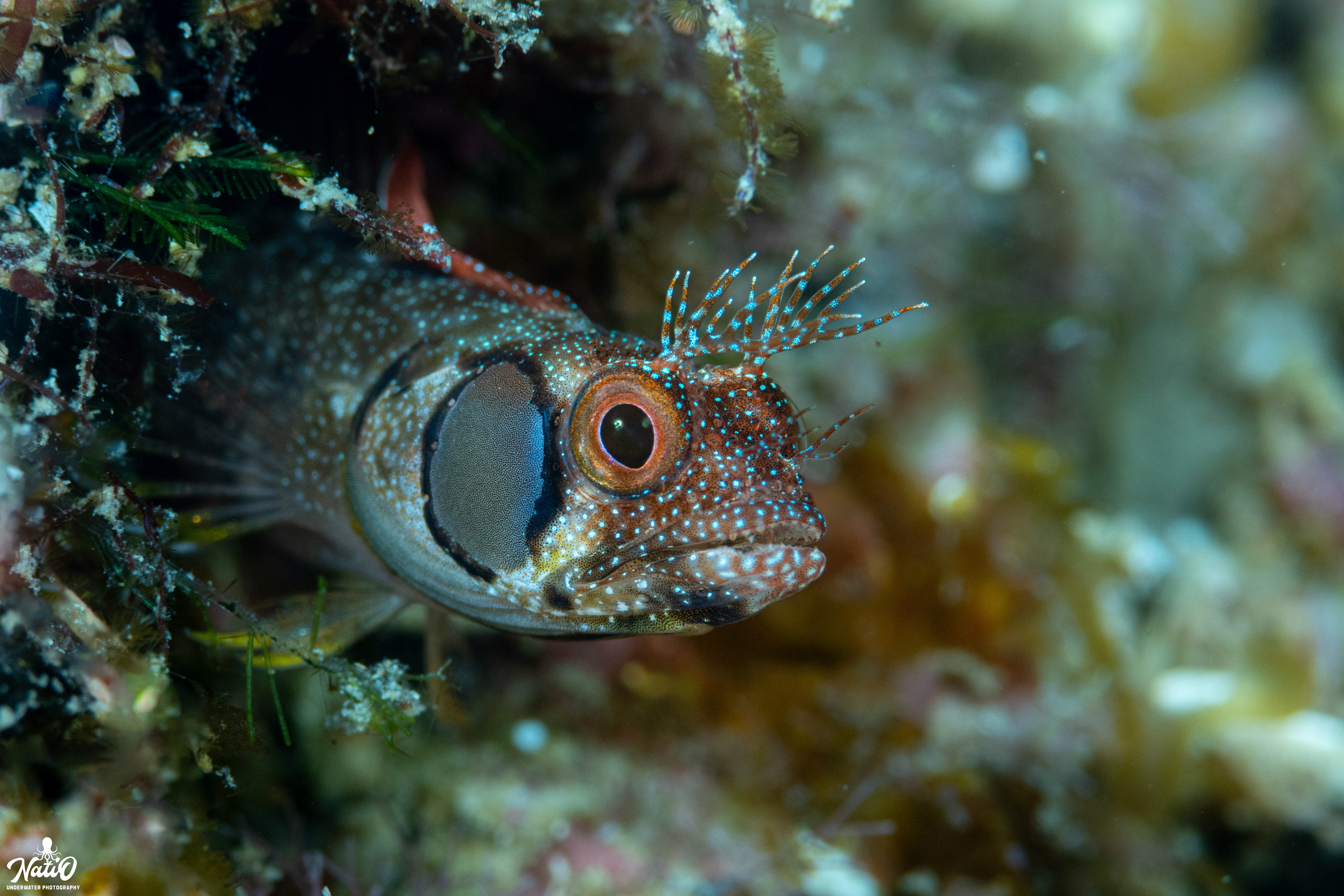browncheek blenny