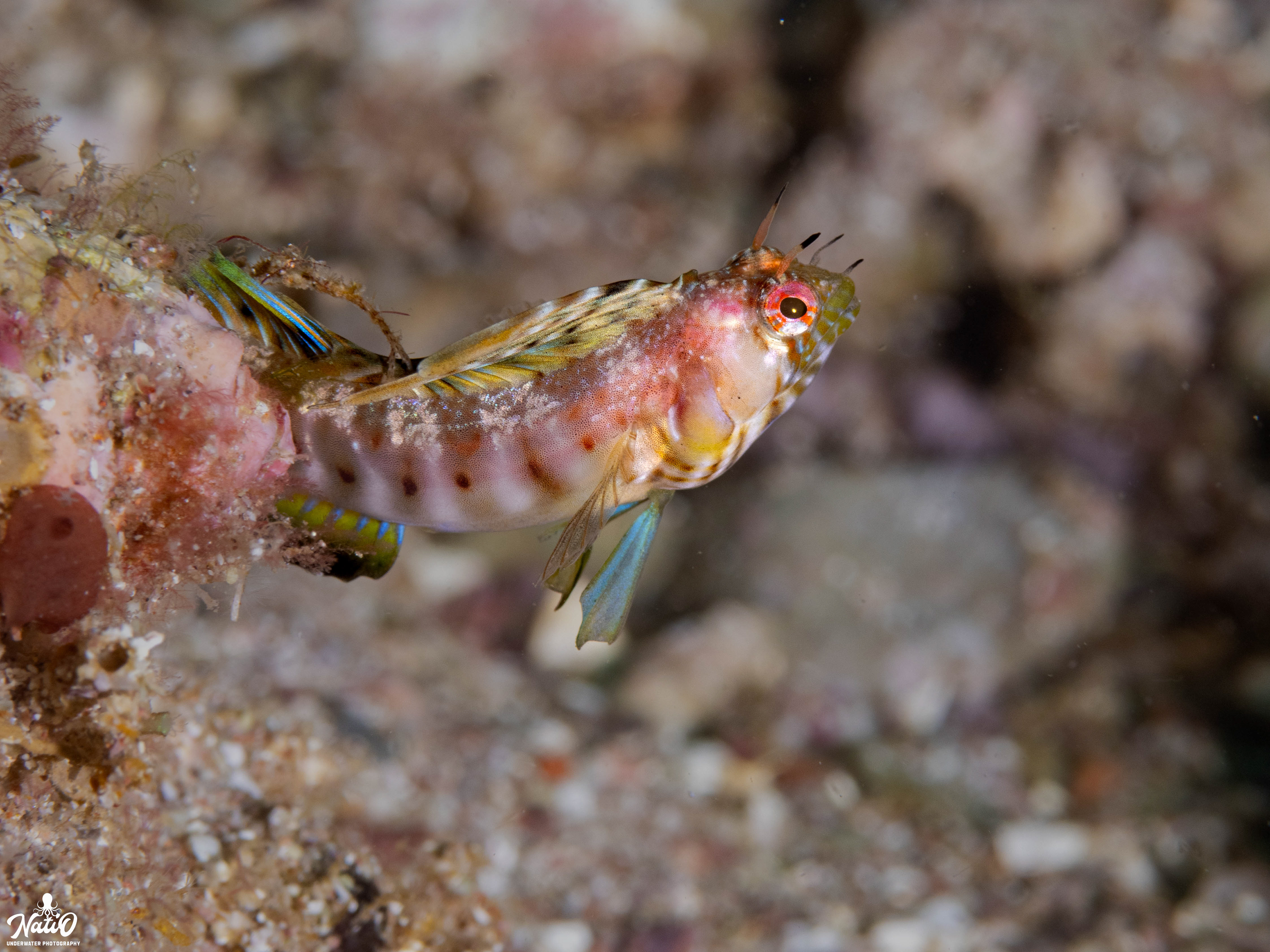 pink signal blenny