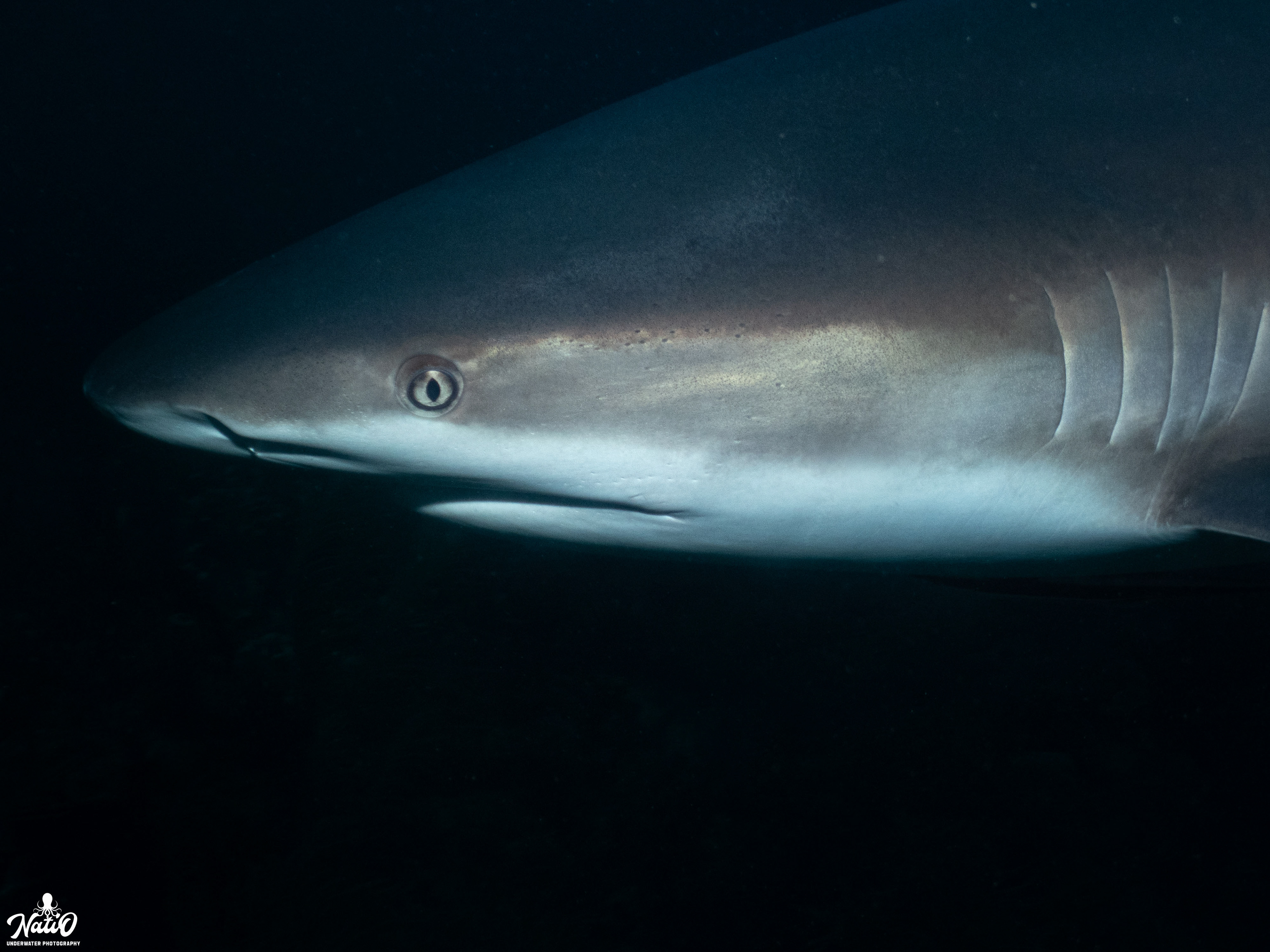 Caribbean Reef Shark