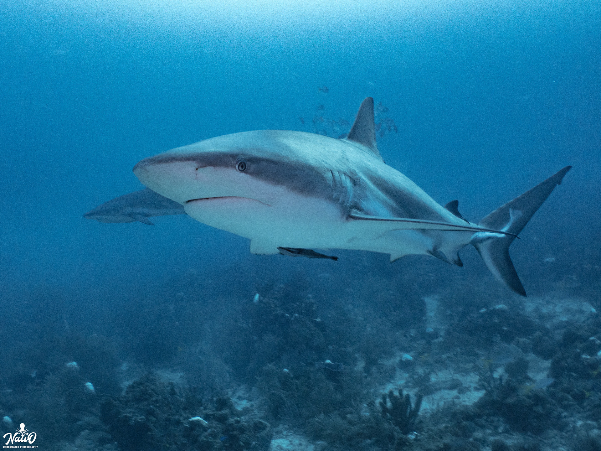 Caribbean Reef Shark