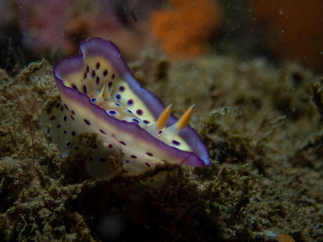 Anilao, Jan 2023