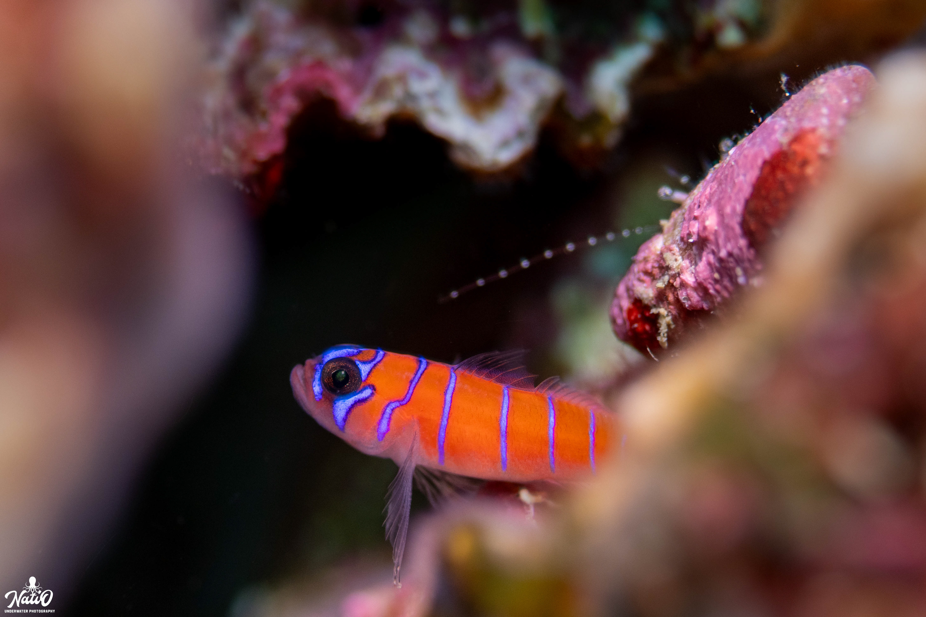Blue banded goby