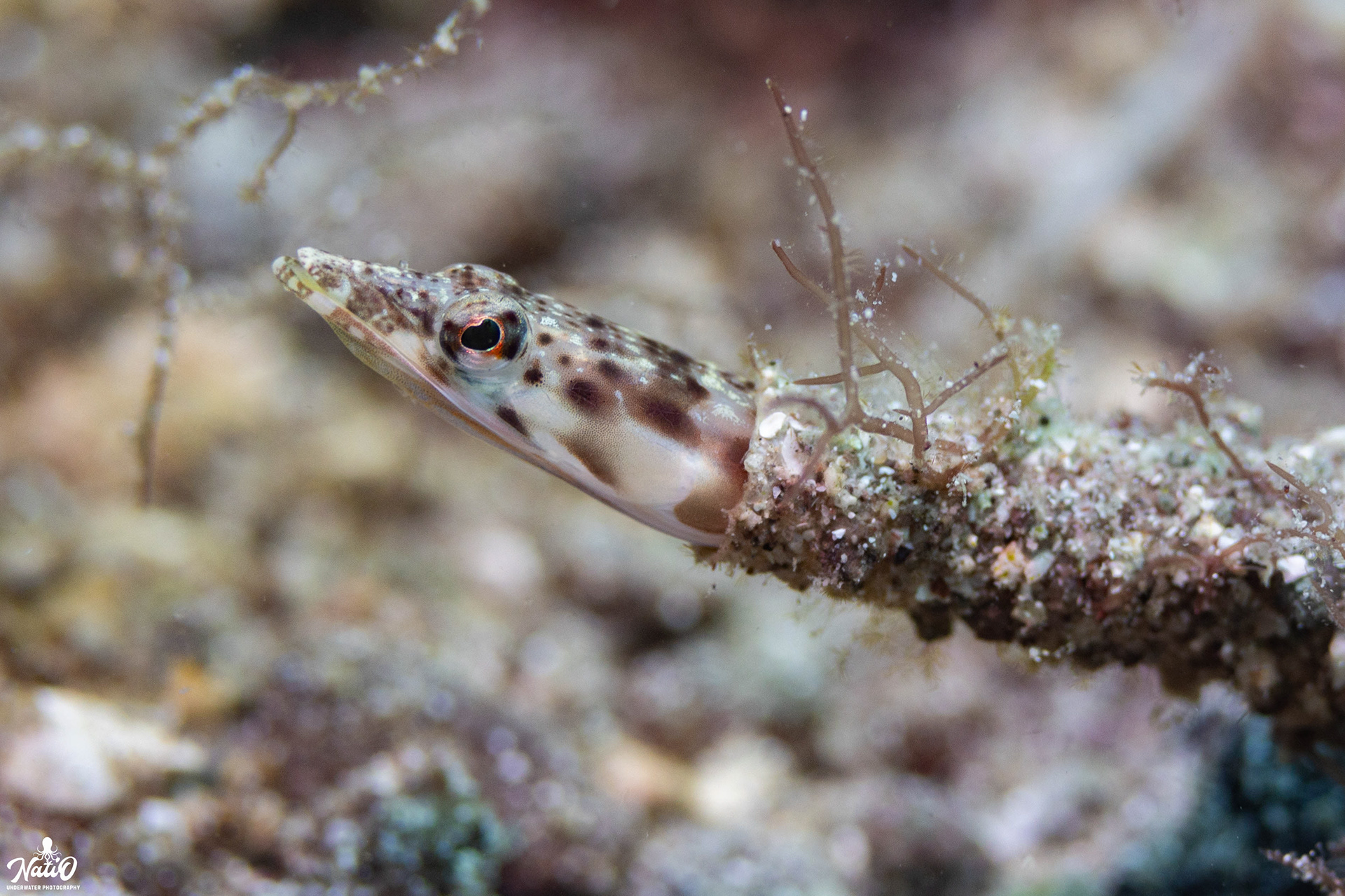 Pike Blenny. SoC Aug 2023