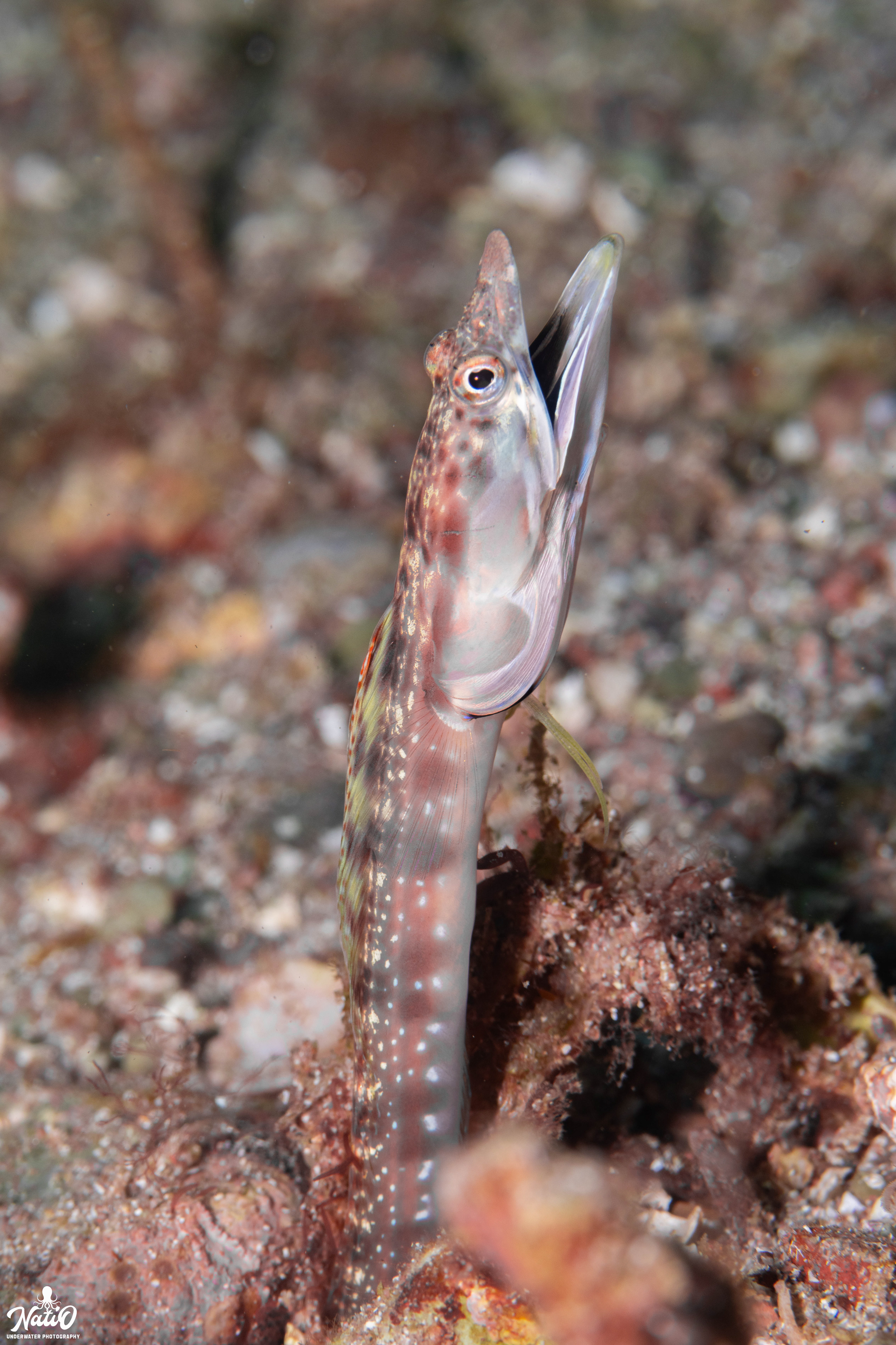pike blenny