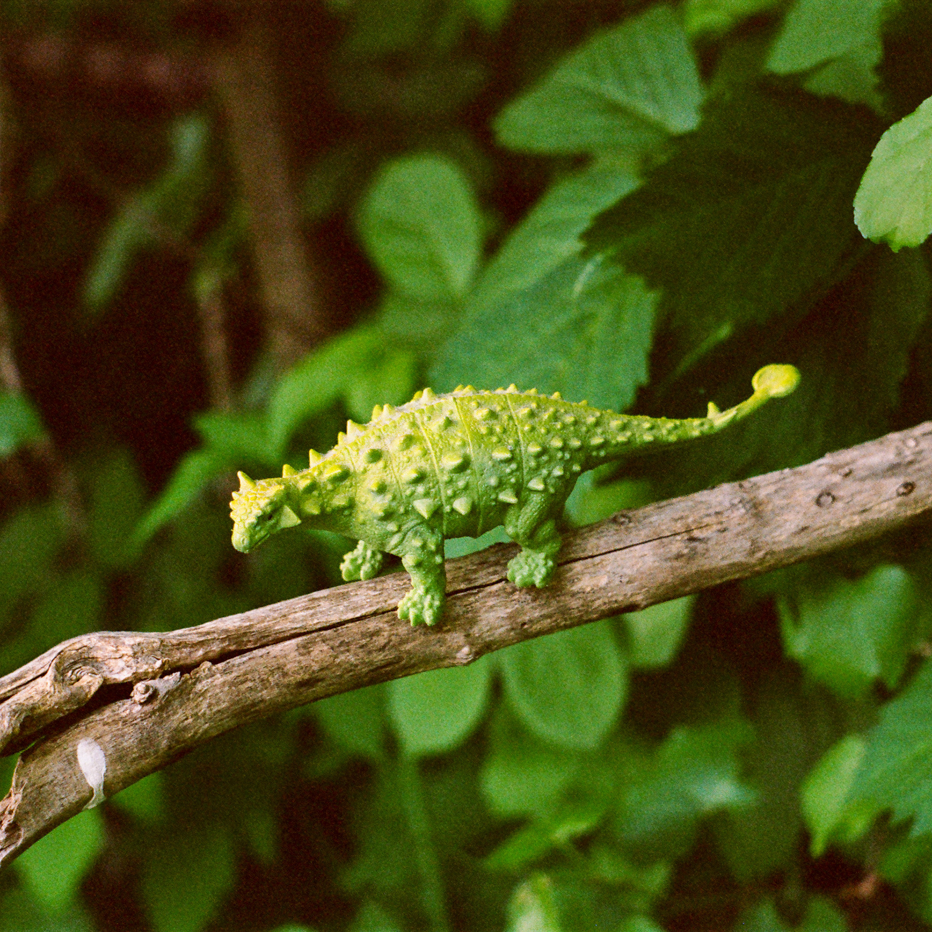 May 19th, green plastic dinosaur, tree branch
