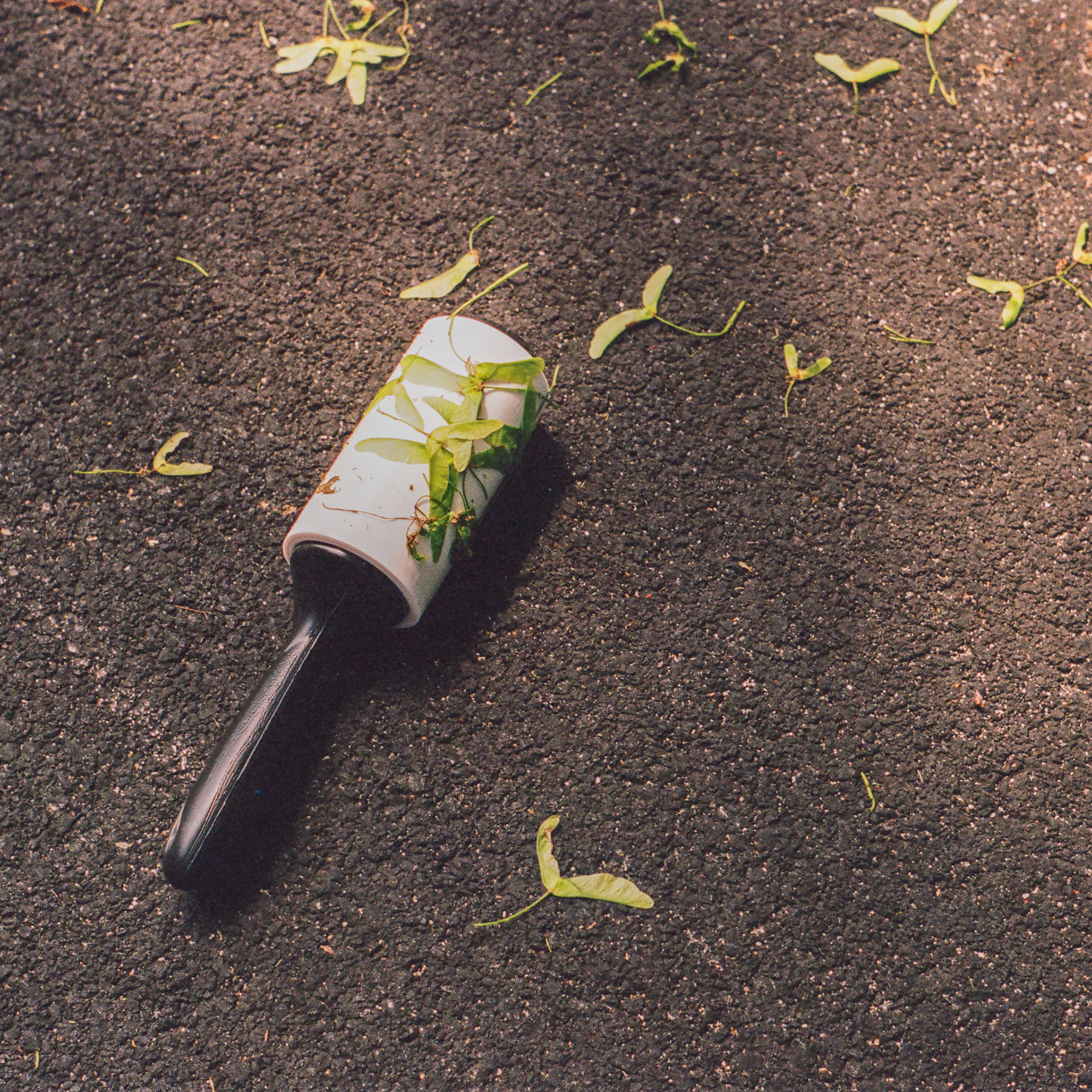 May 21st, lint roller, maple seeds