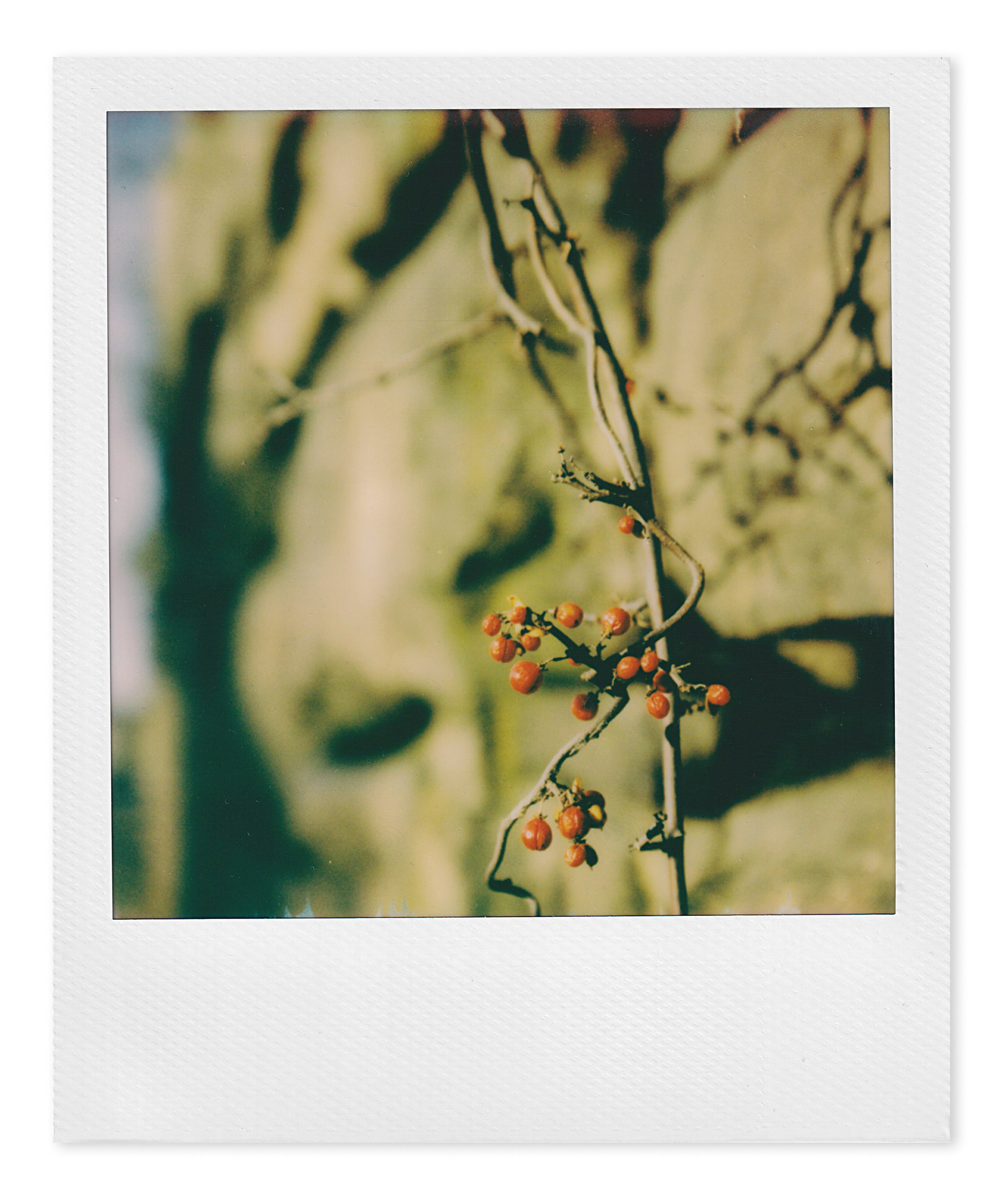 vine on the wall on Pleasant Street