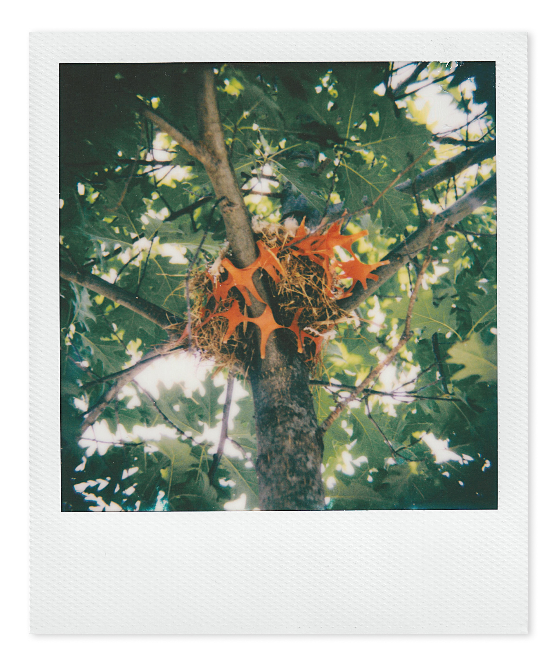 bird's nest on Hackfeld Road