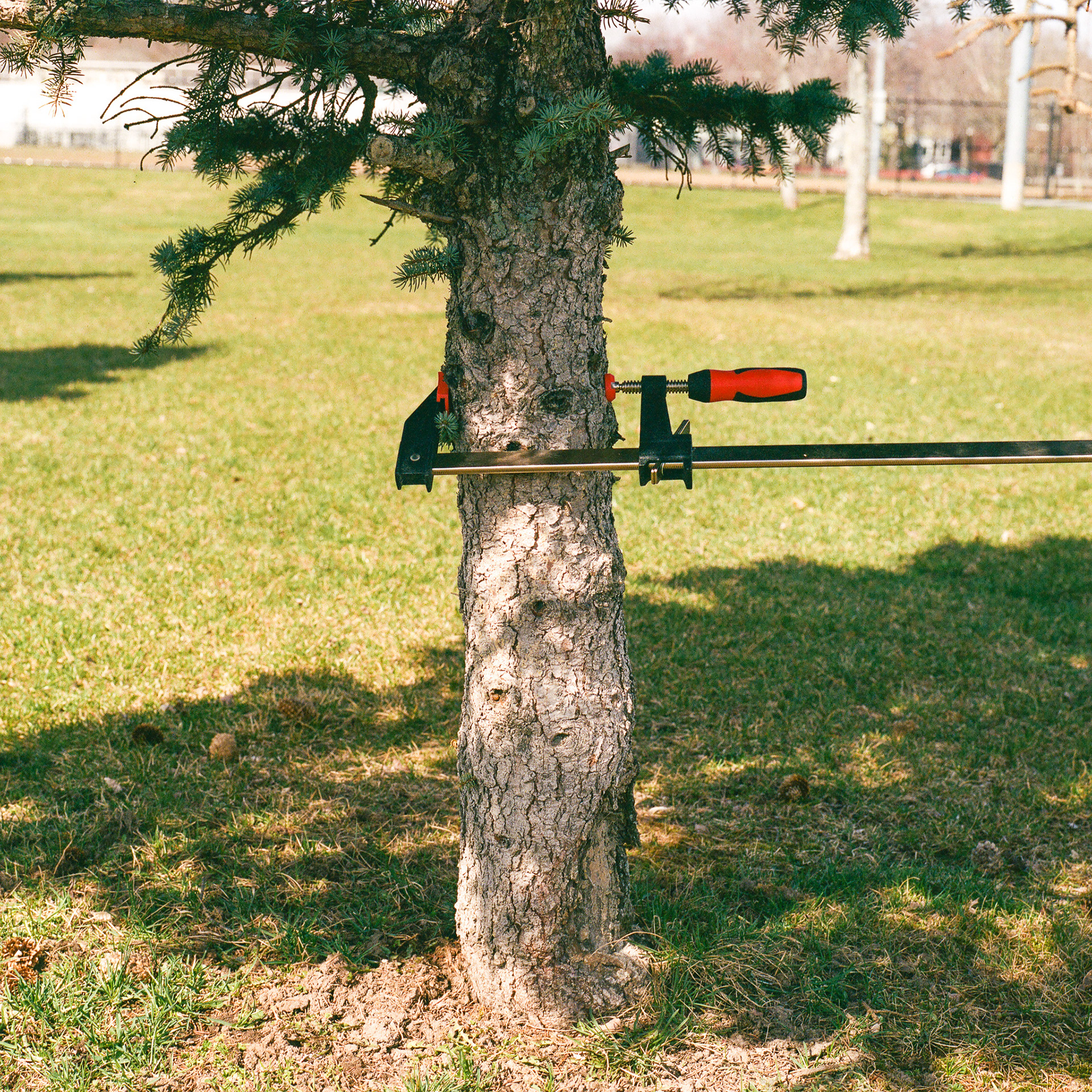 March 31st, bar clamp, tree trunk