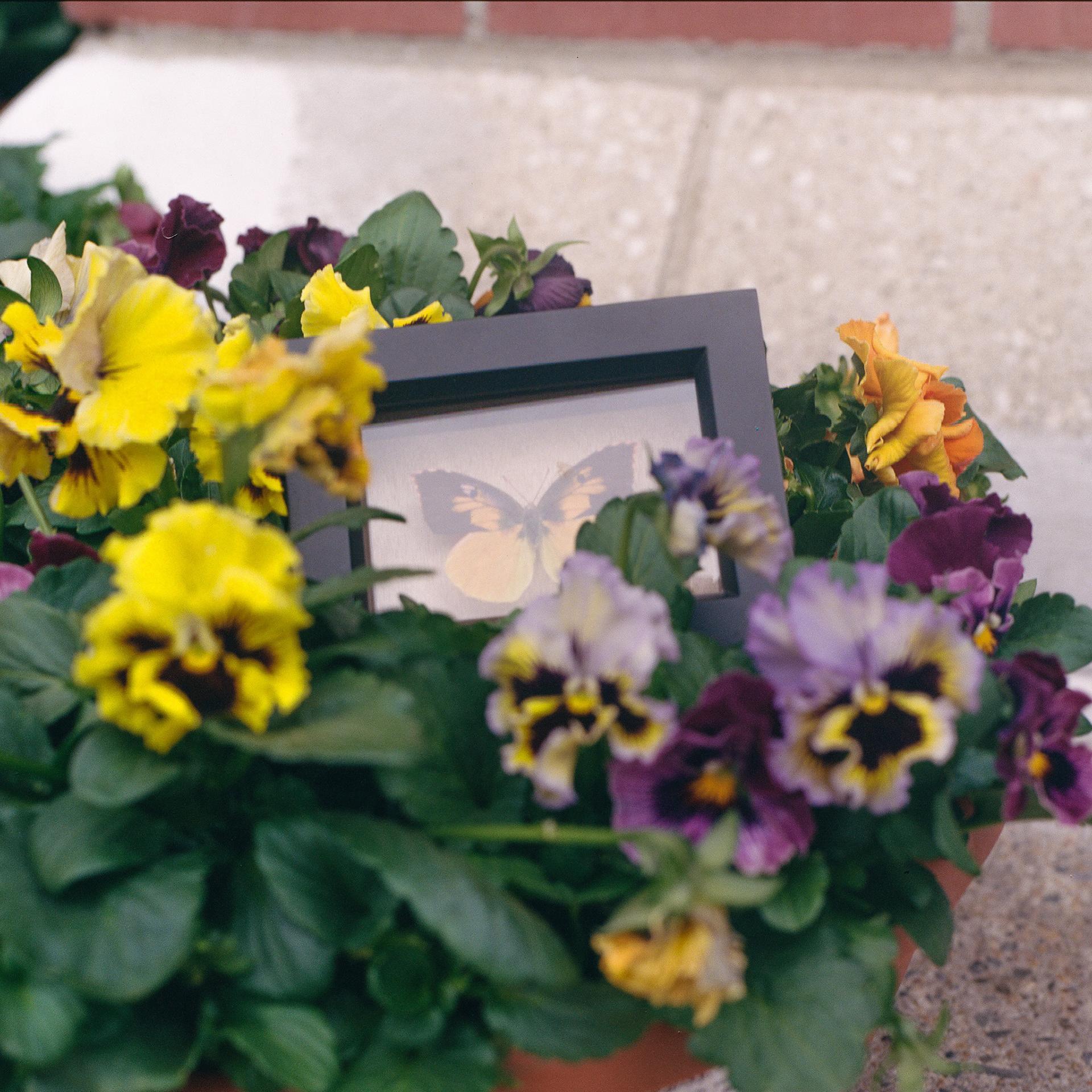 April 16th, framed butterfly, pansies at Big Y