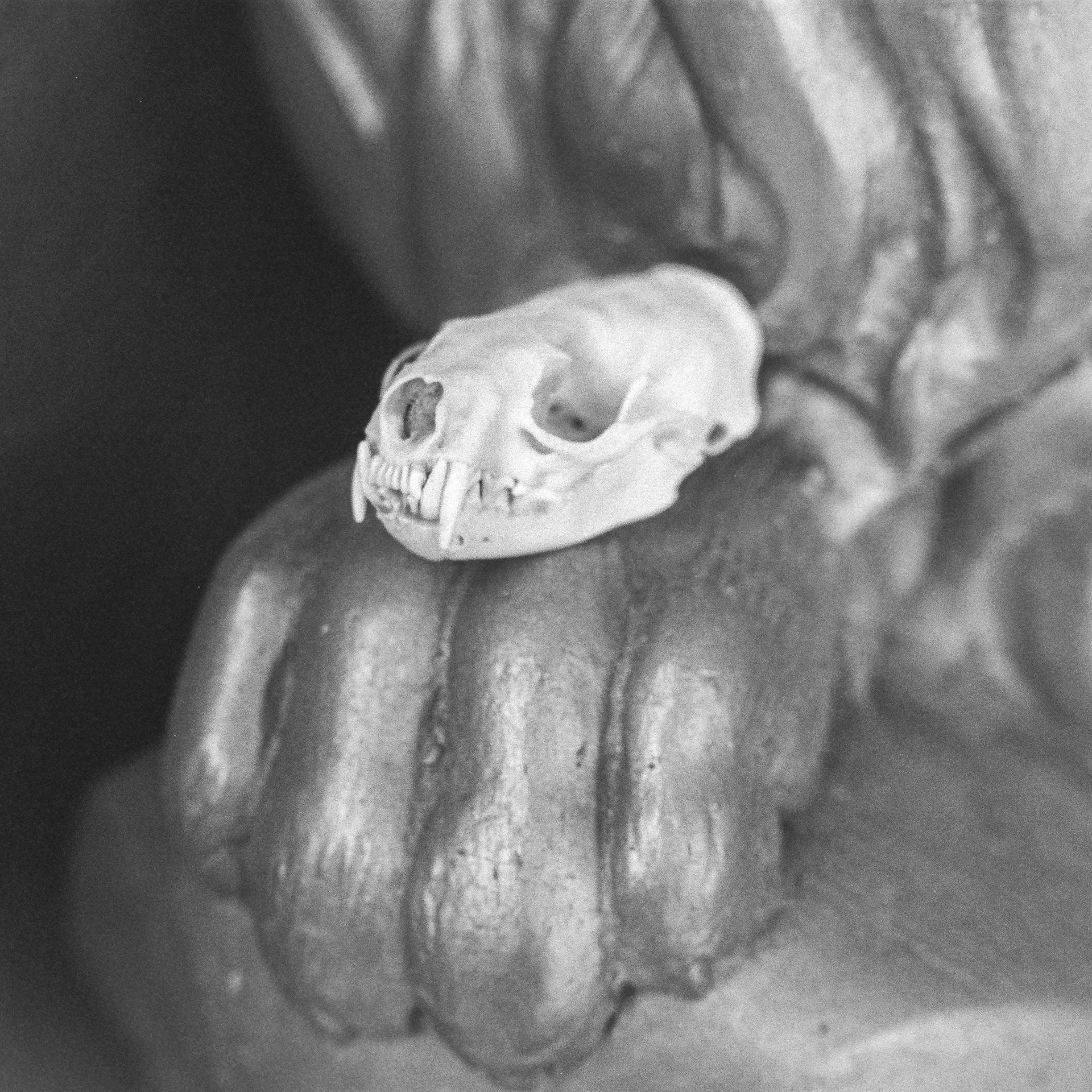 April 19th, small animal skull, golden lion statue