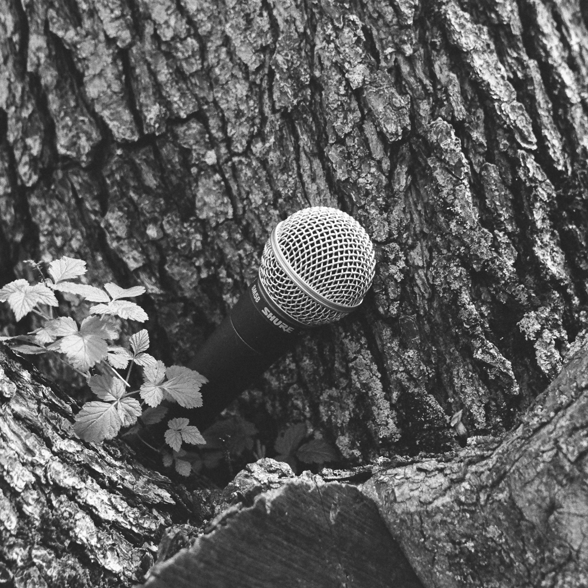 April 25th, microphone, tree