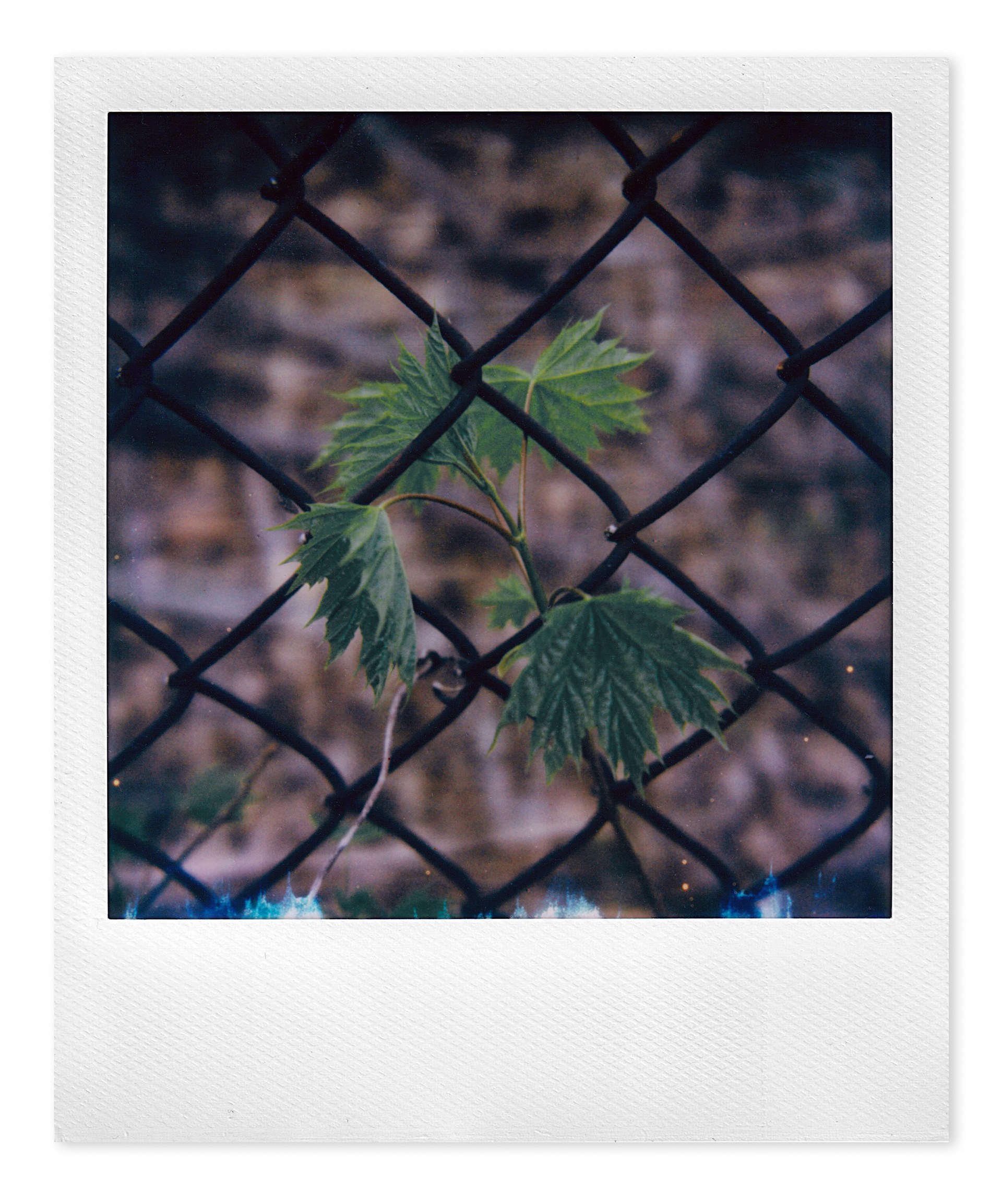 maple leaves on fence in building parking lot
