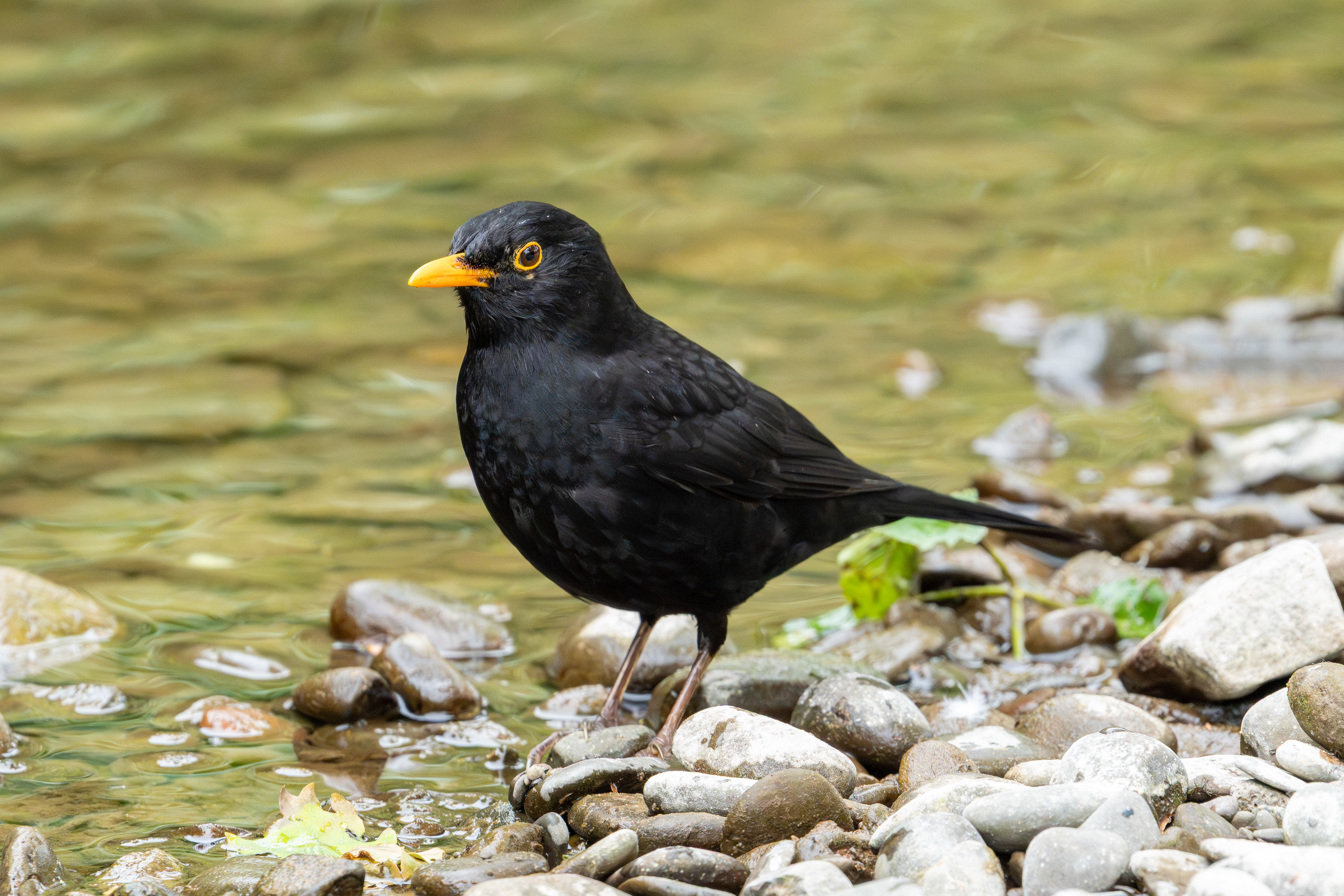 Blackbird