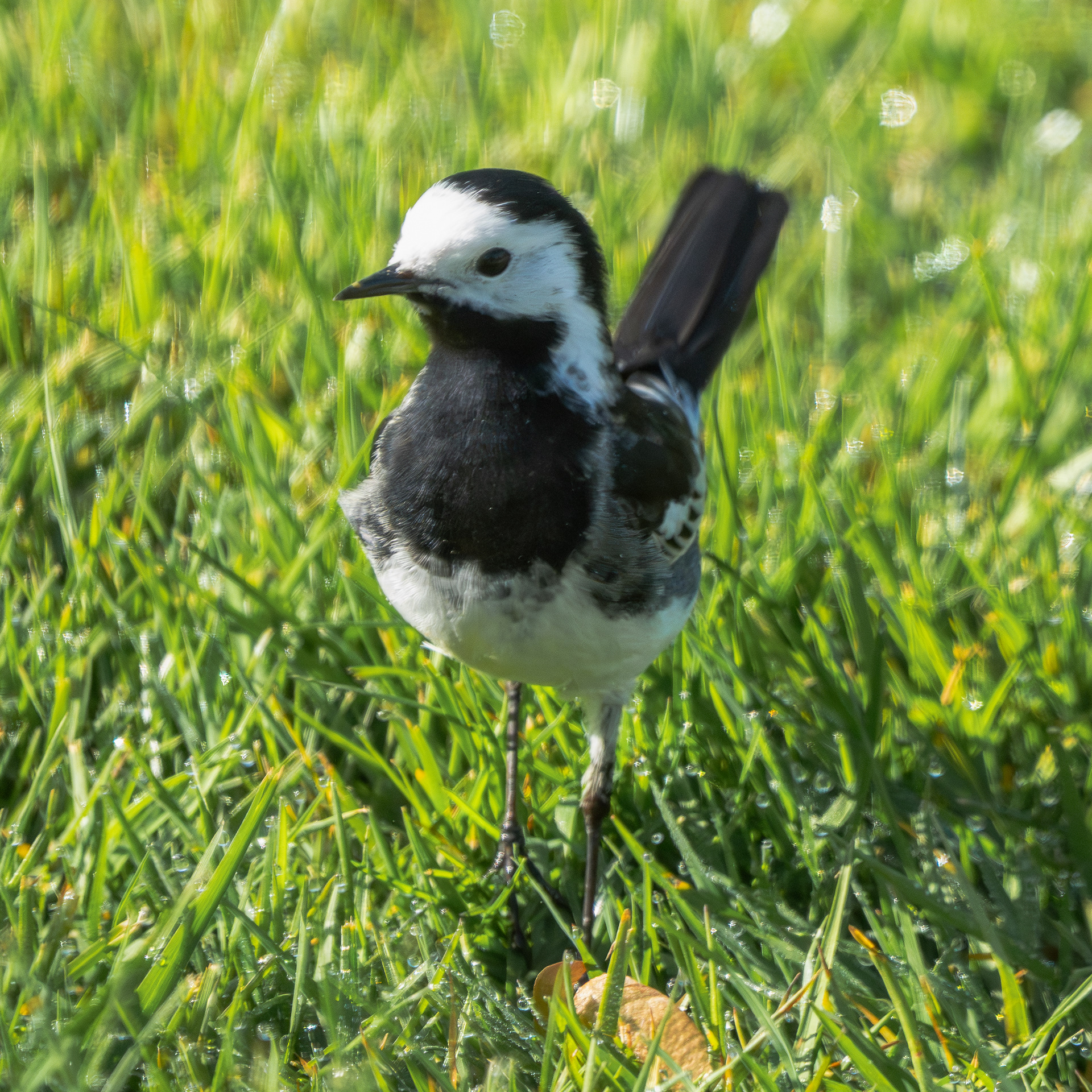 Pied Wagtail