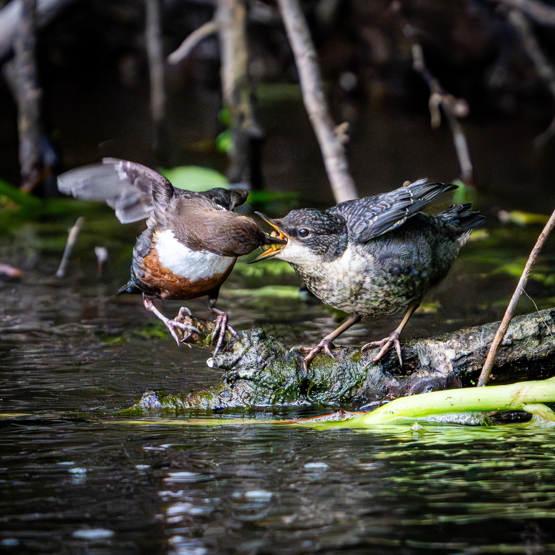 Dipper feeding young