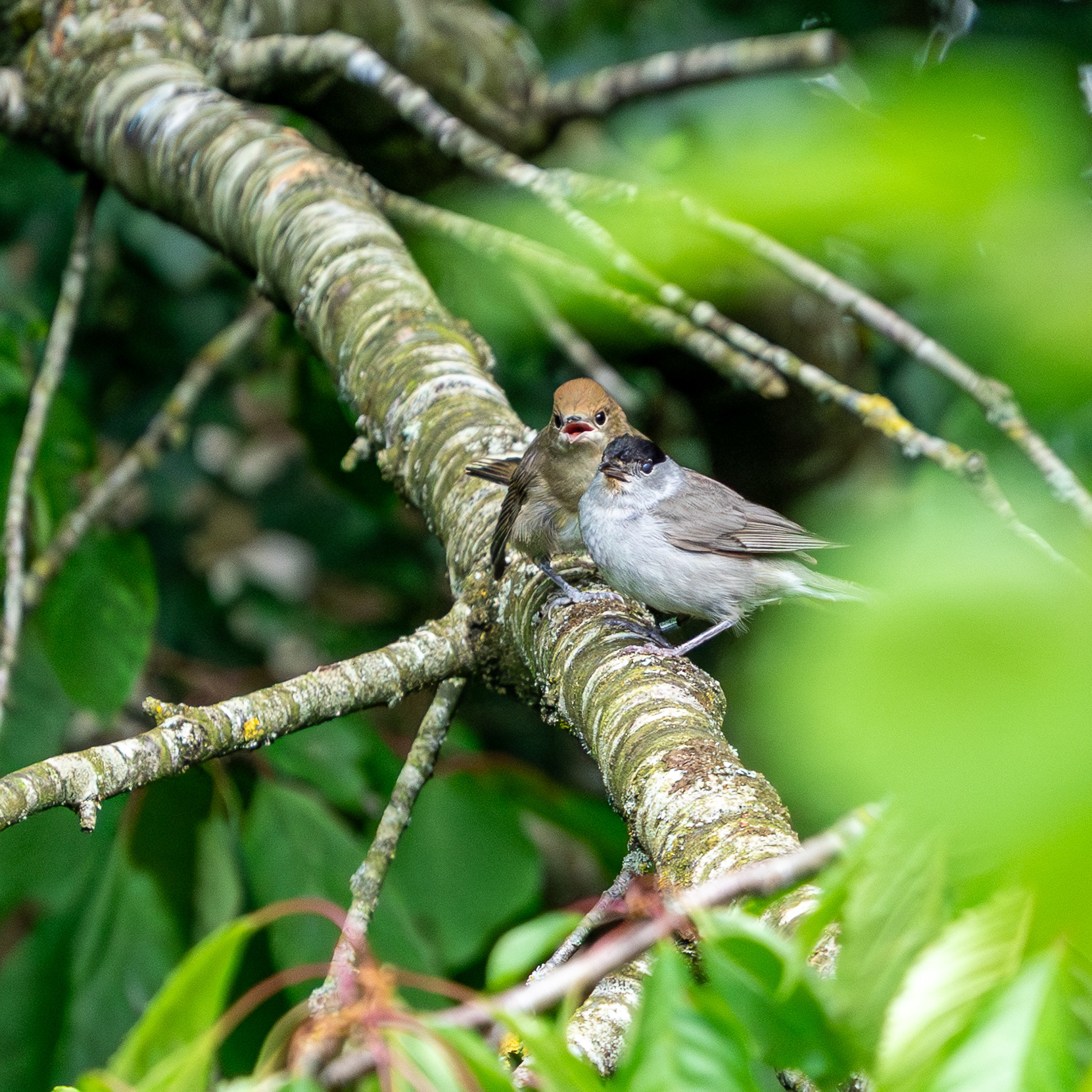 BlackCap and Juvenile 