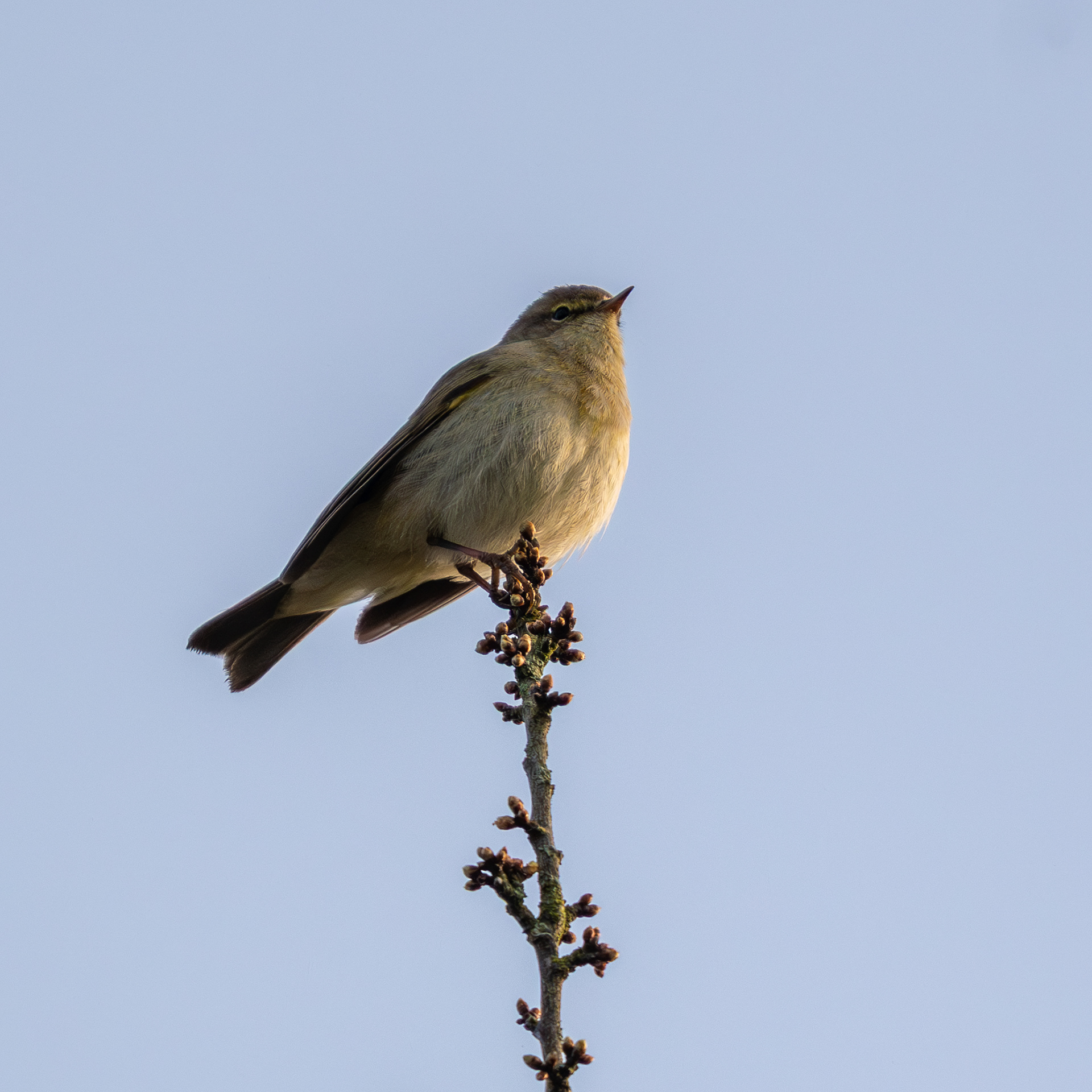 Chiffchaff
