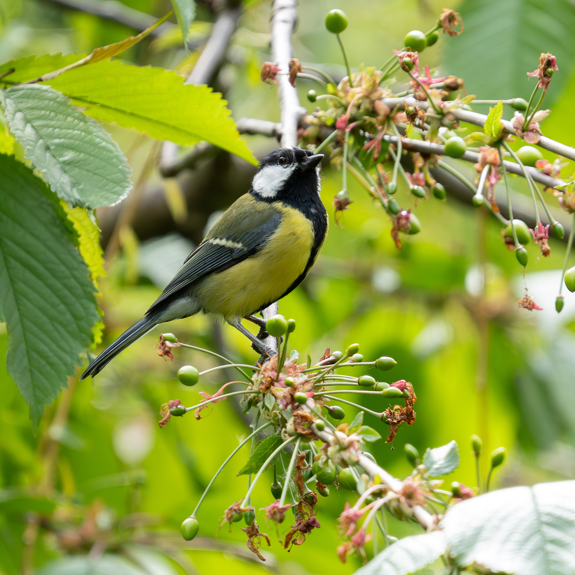 Great Tit