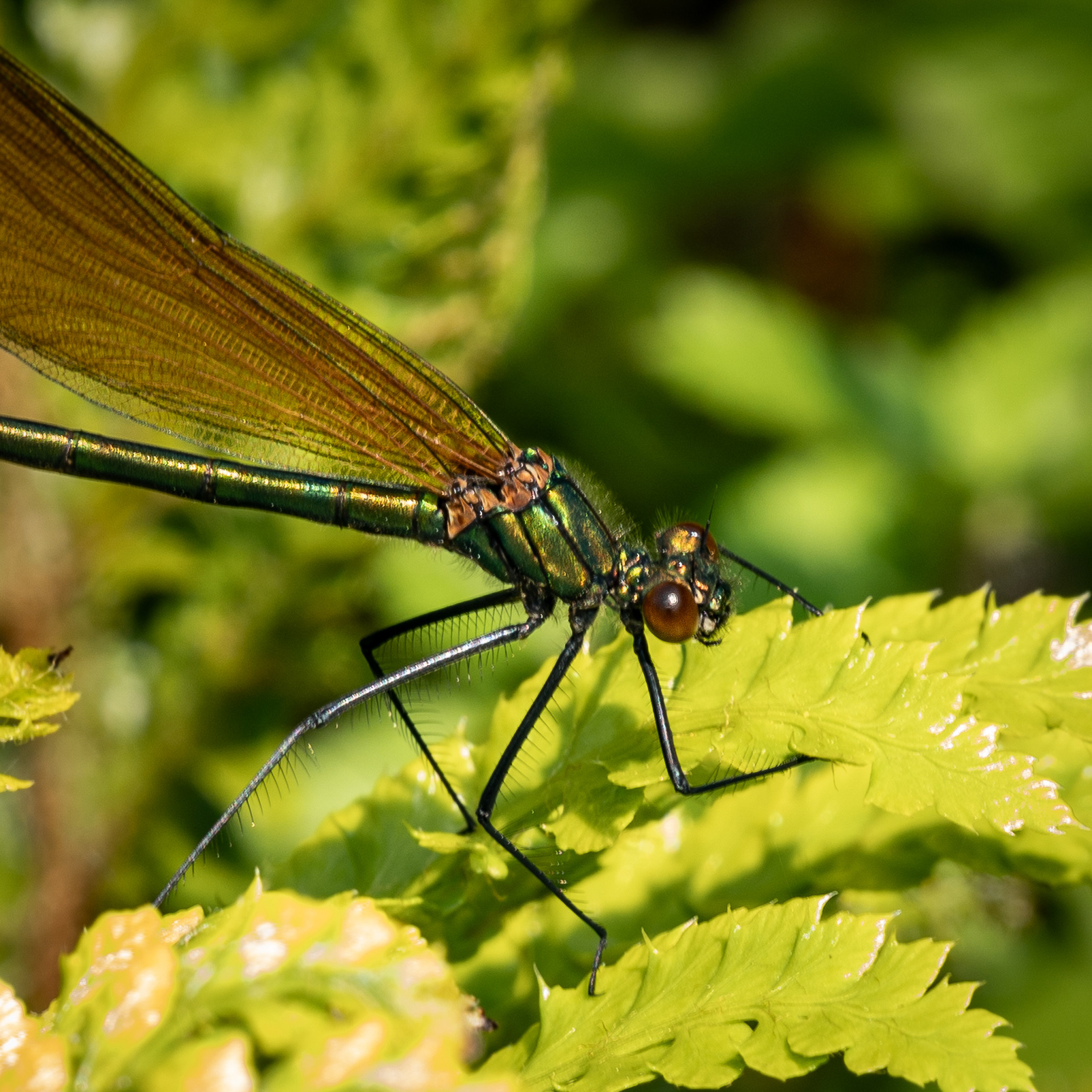Damselfly