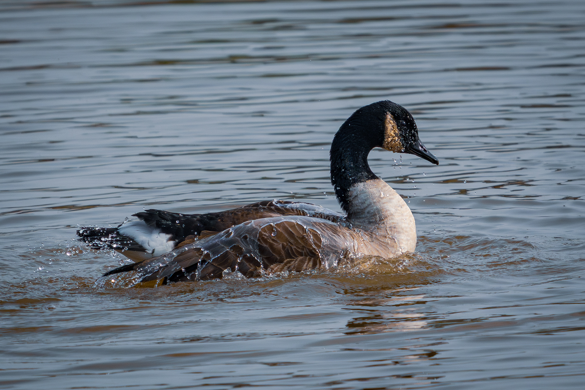 Canada Goose 