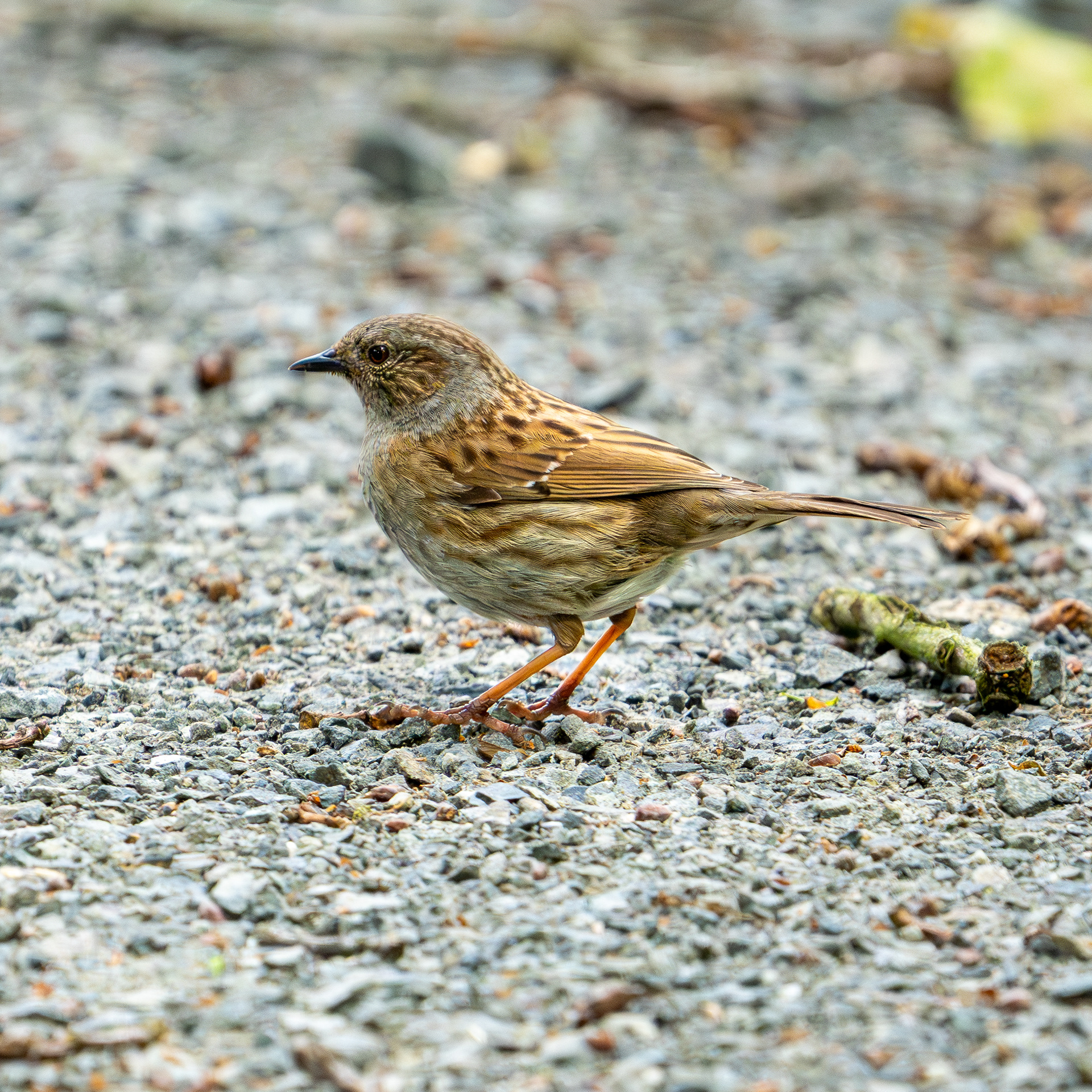 Dunnock