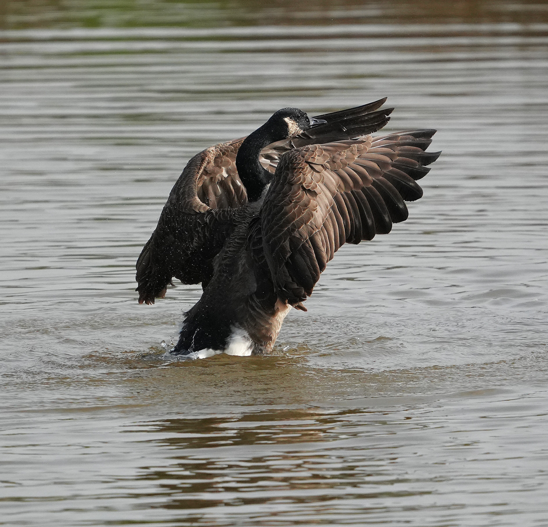 Canada Goose