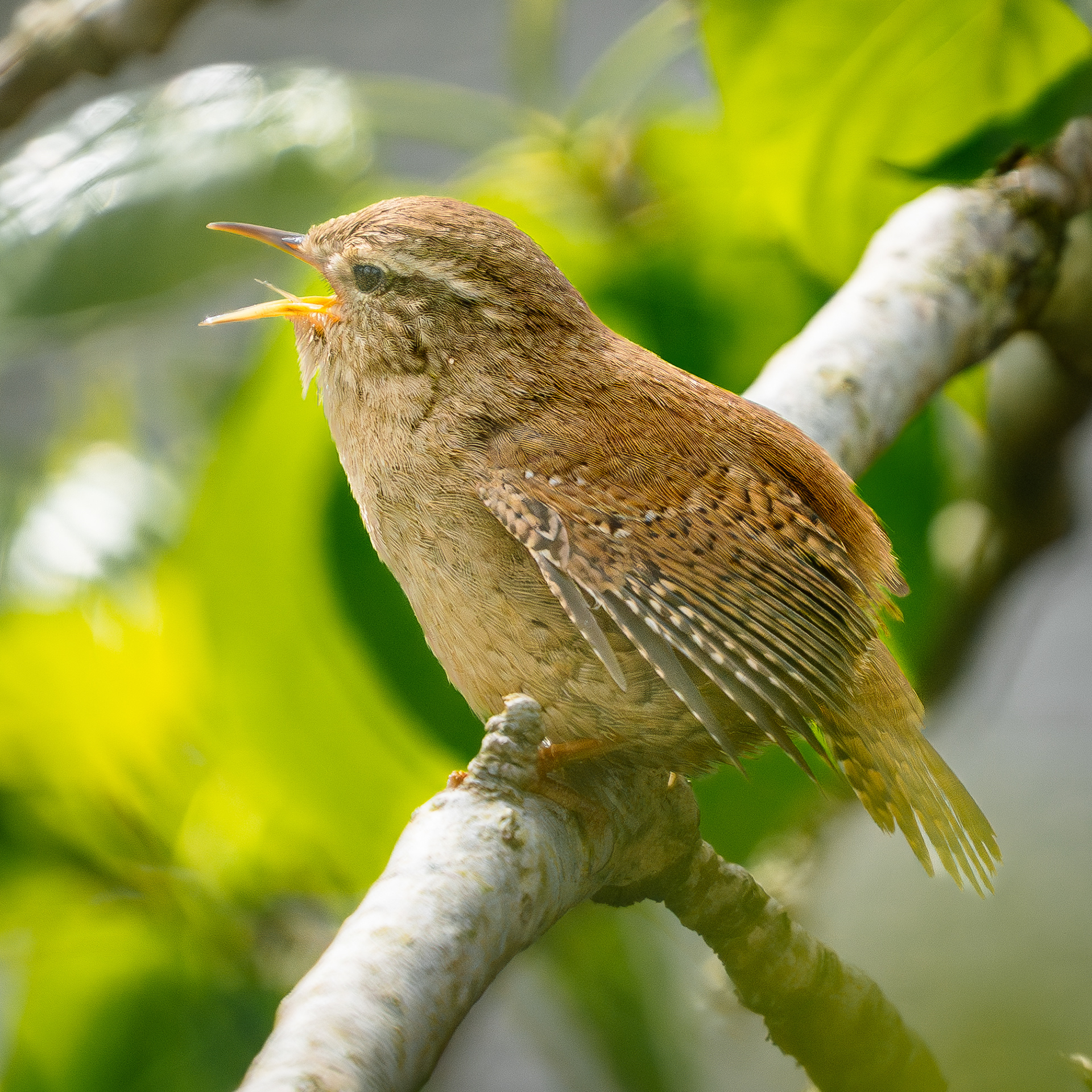 Wren
