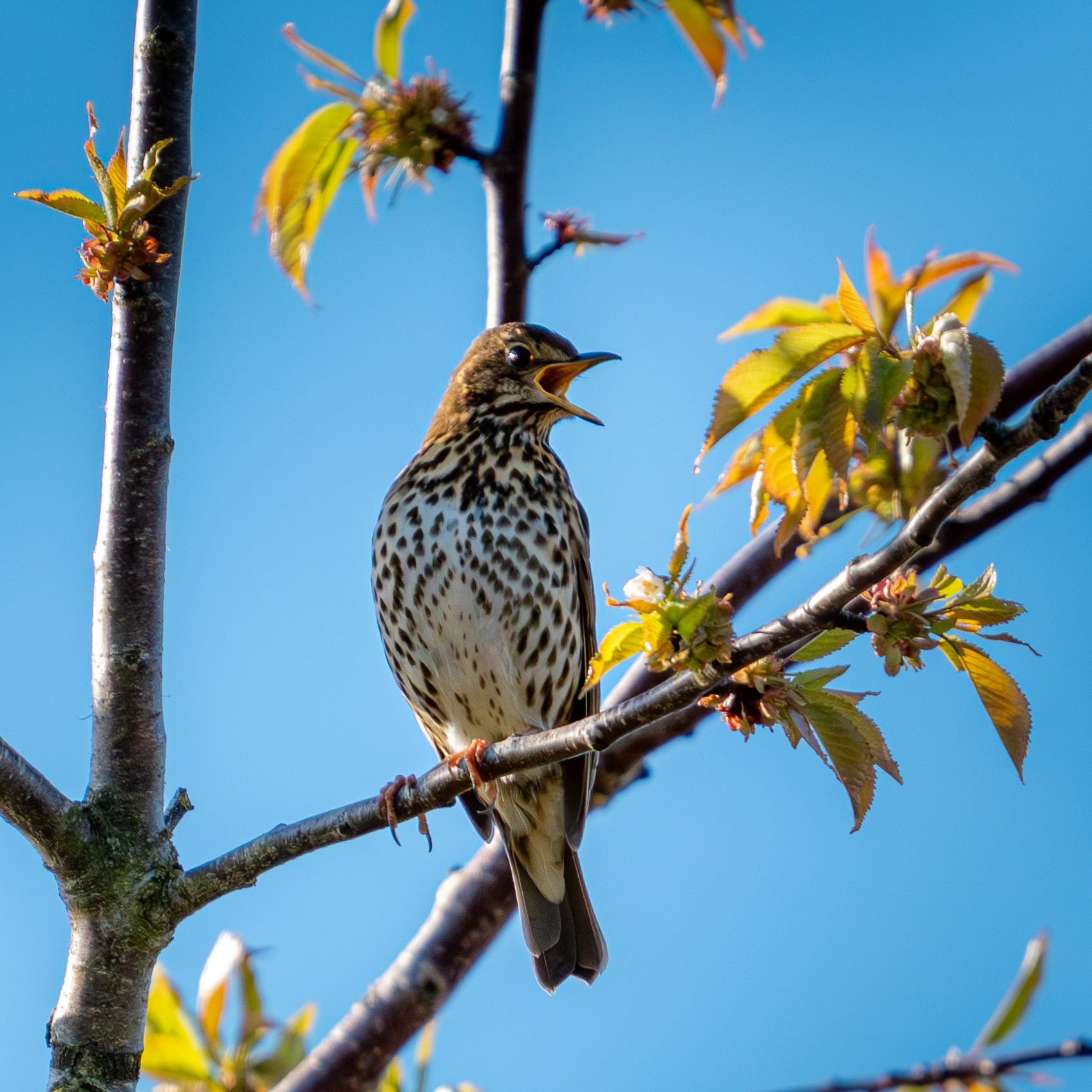 Songthrush