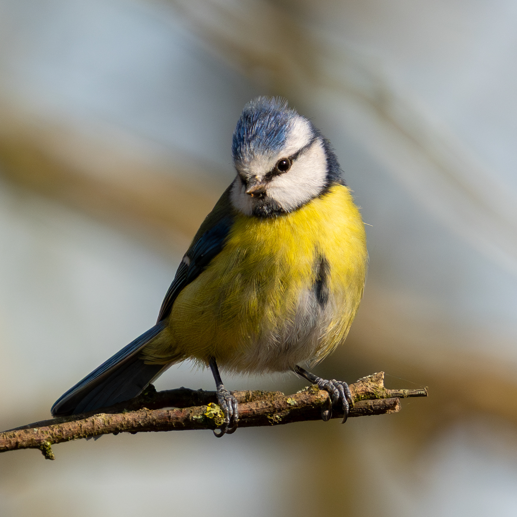 Blue Tit