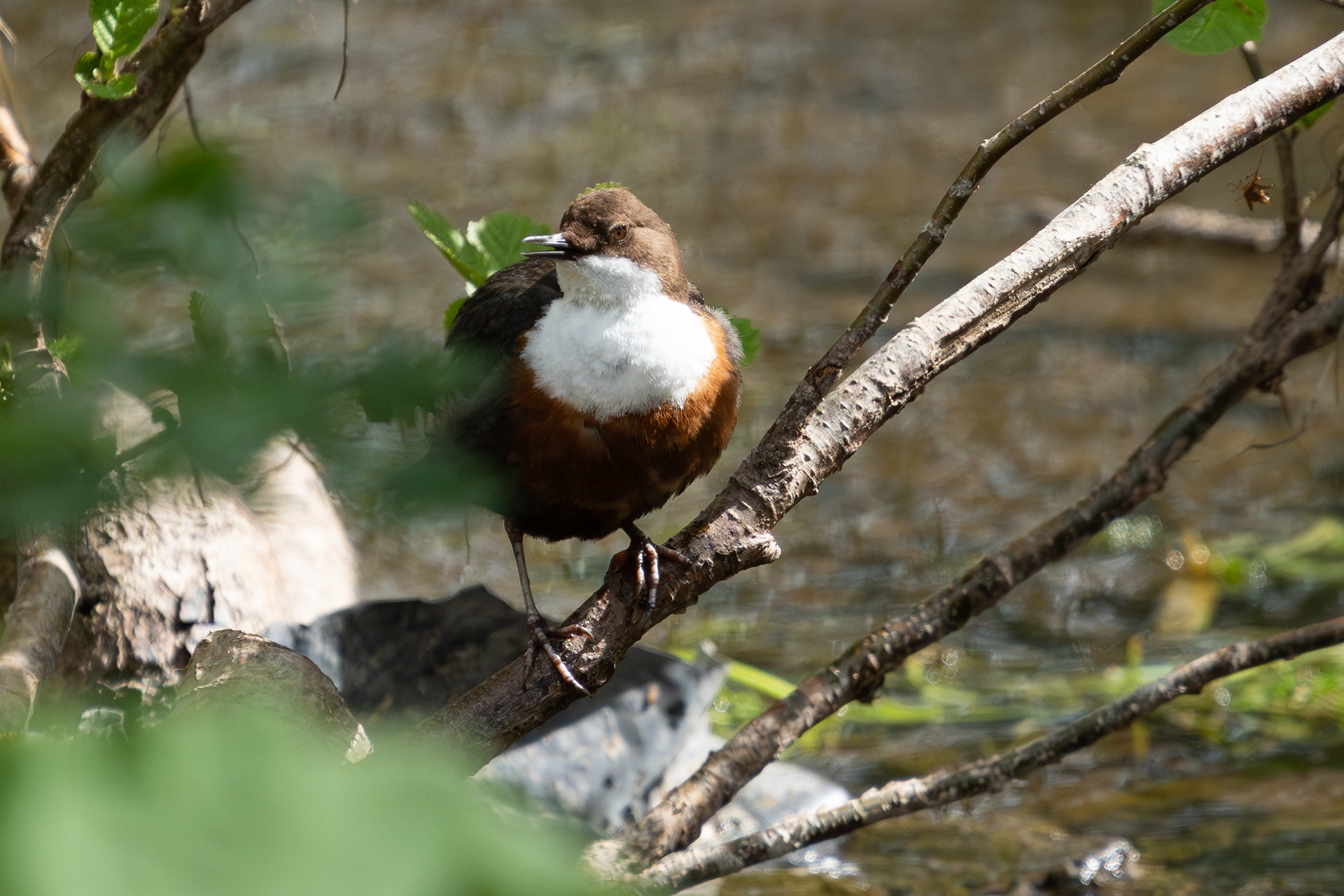 Dipper