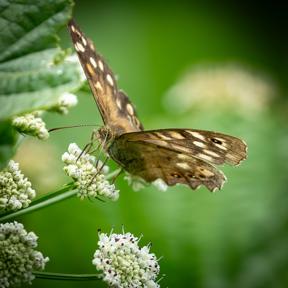 Speckled Wood Butterfly