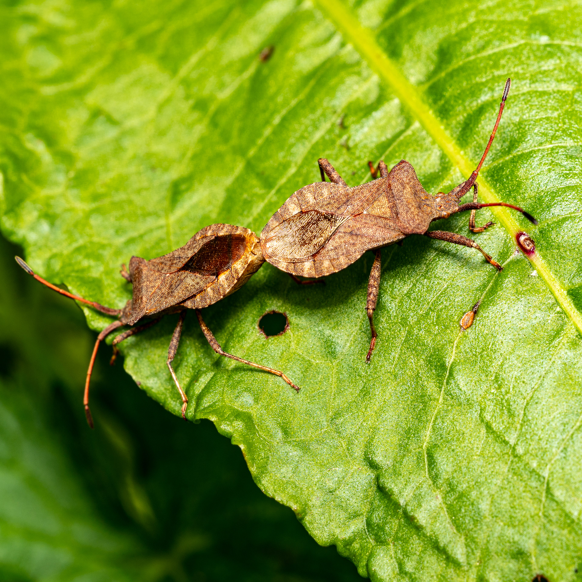 True Bug