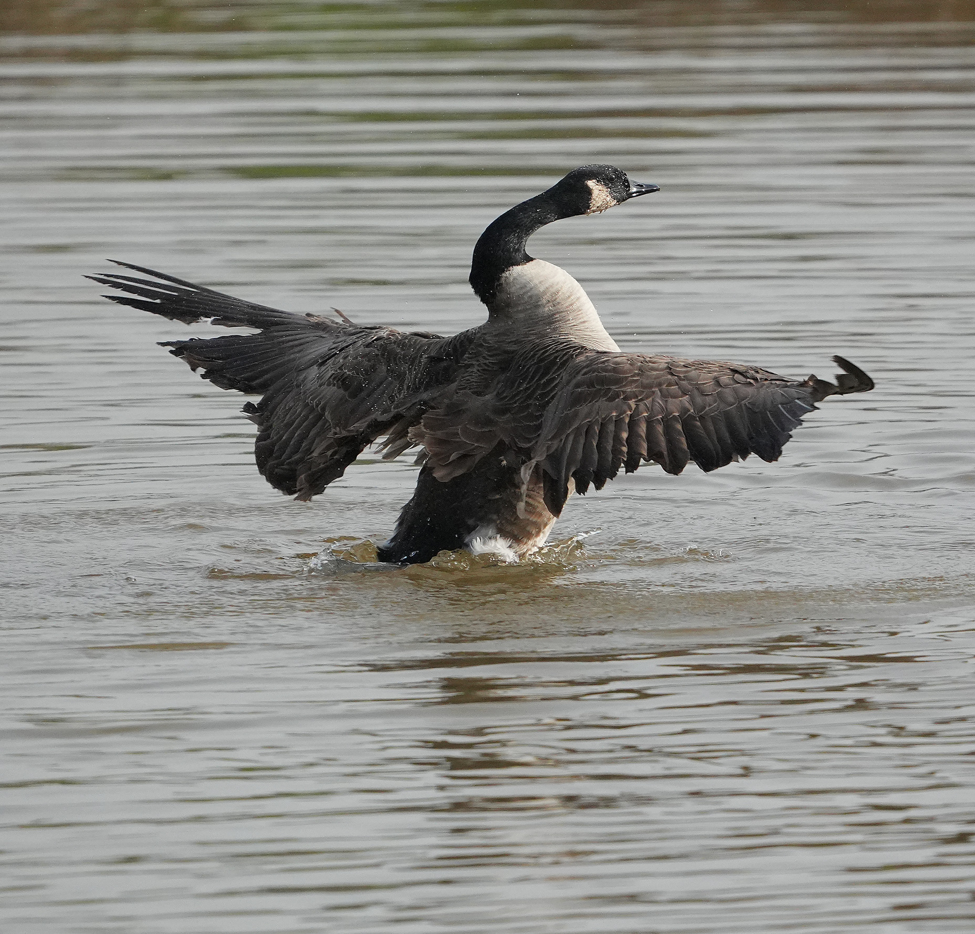 Canada Goose