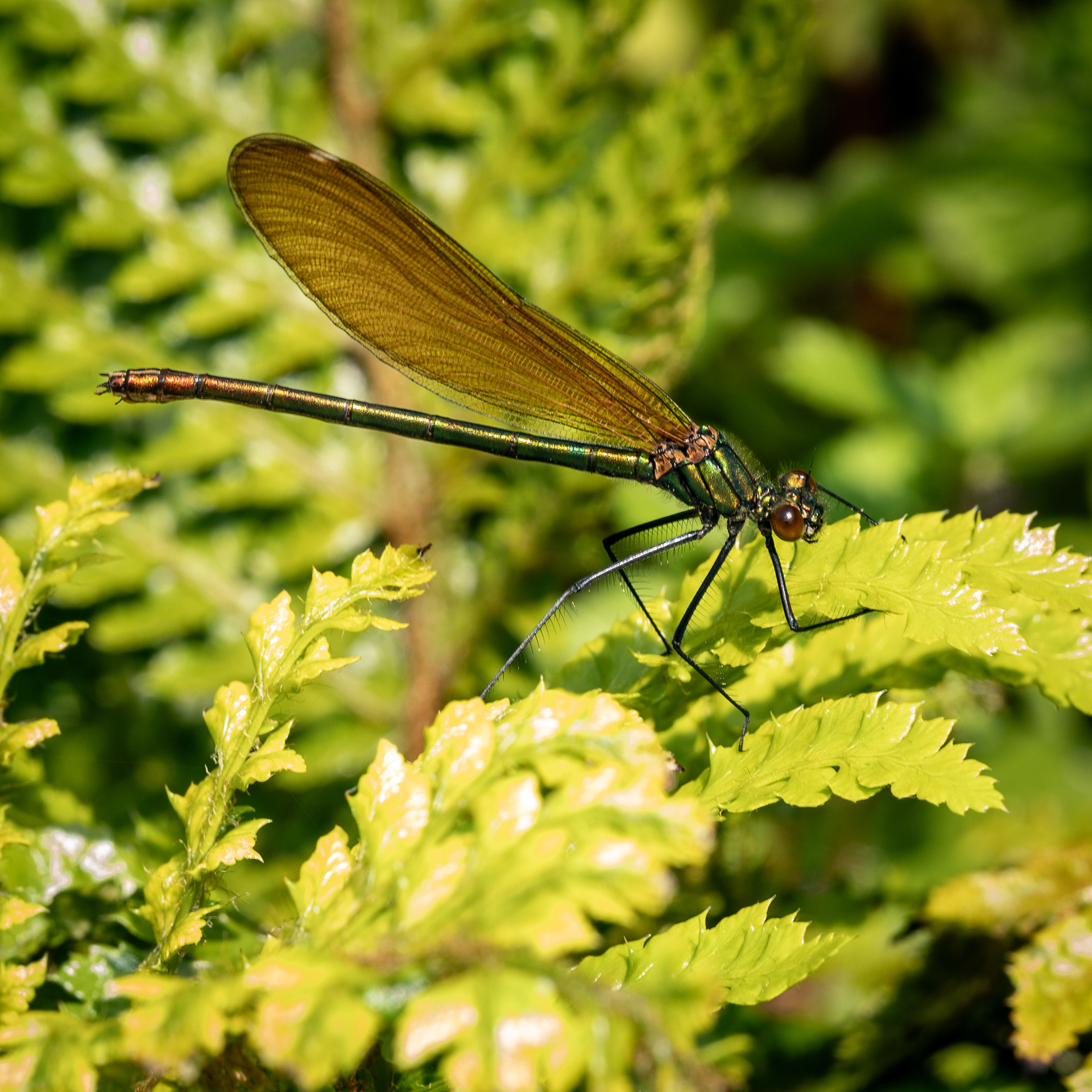 Damselfly