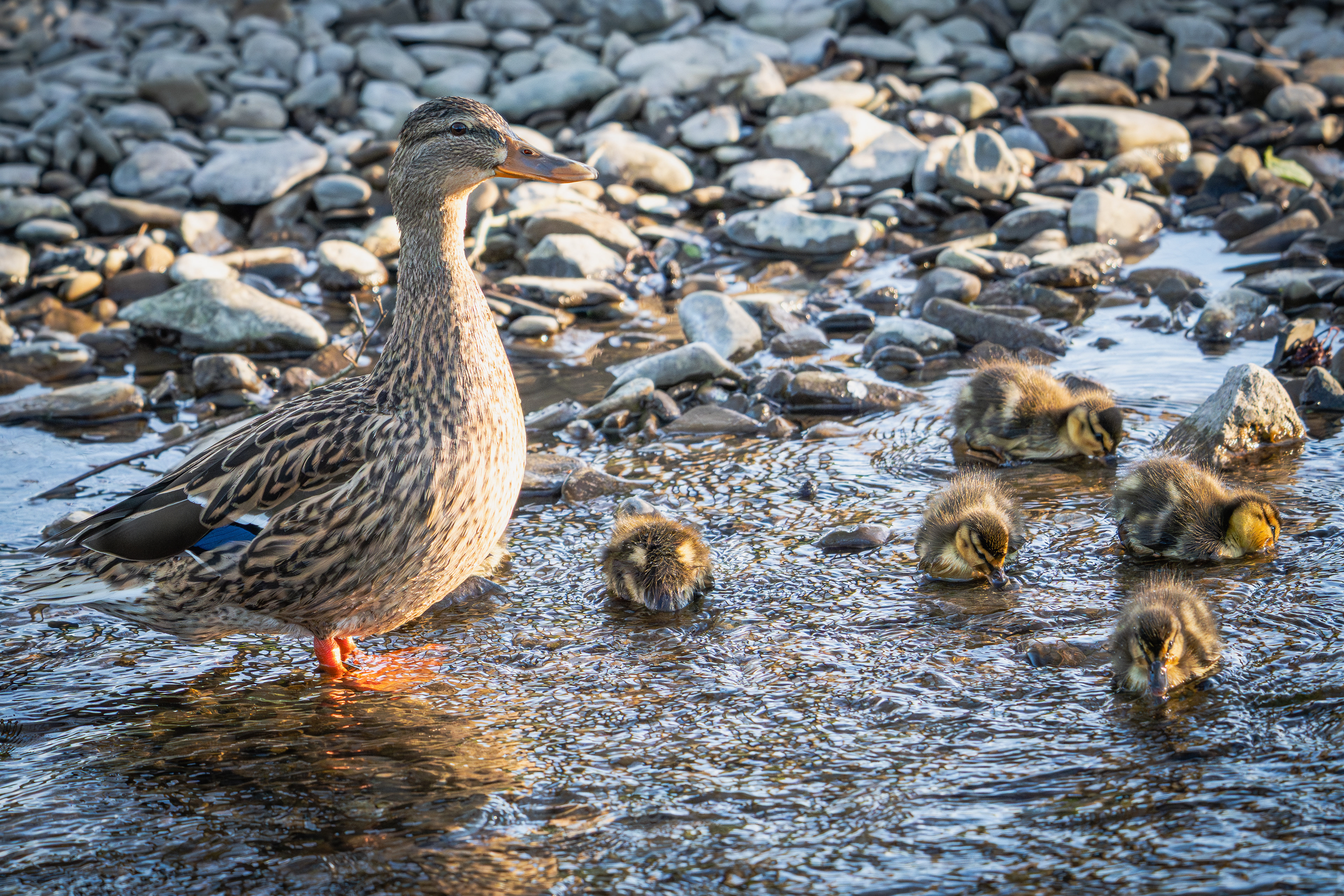 Female Mallard with Ducklings