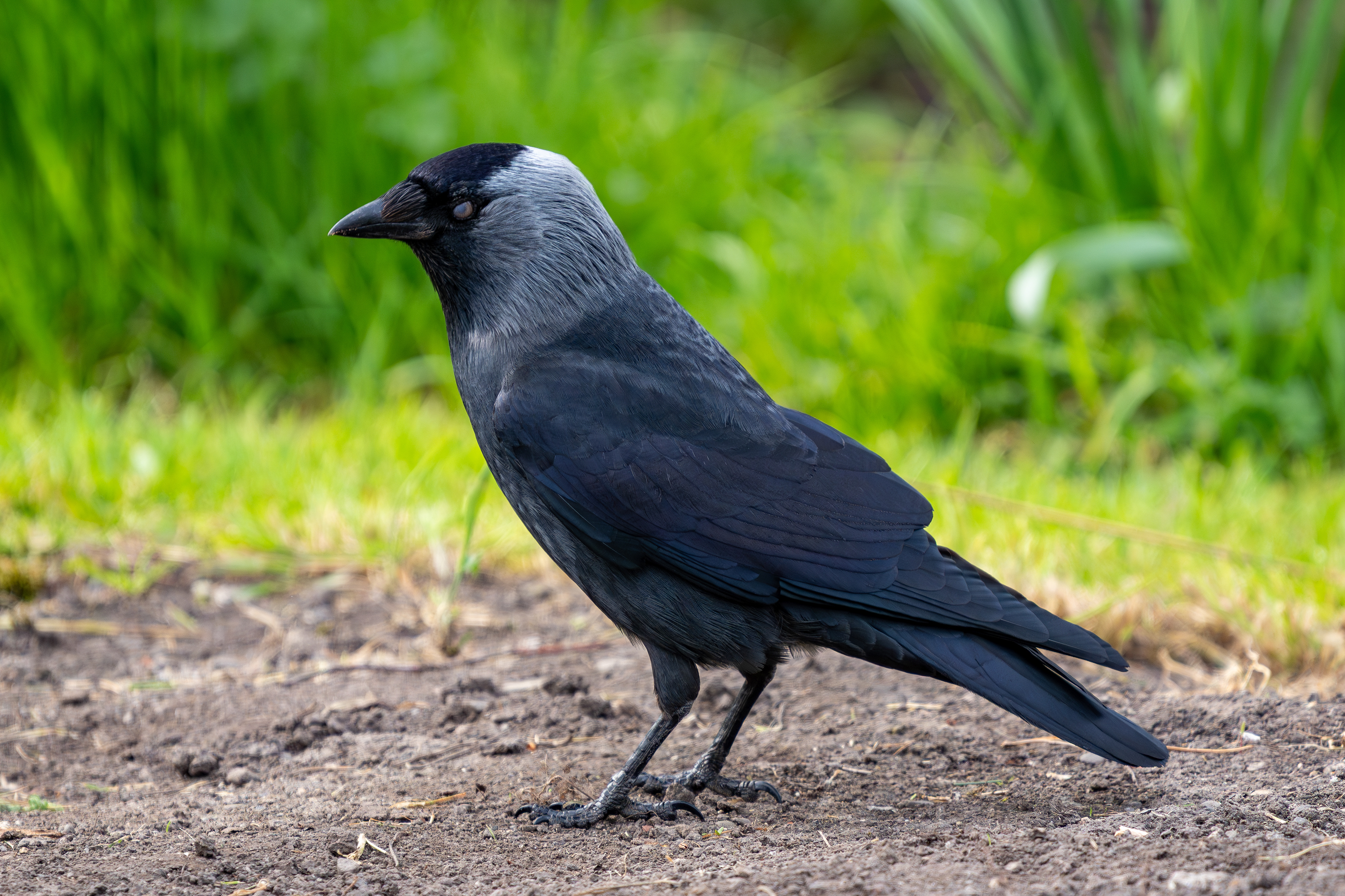 Jackdaw