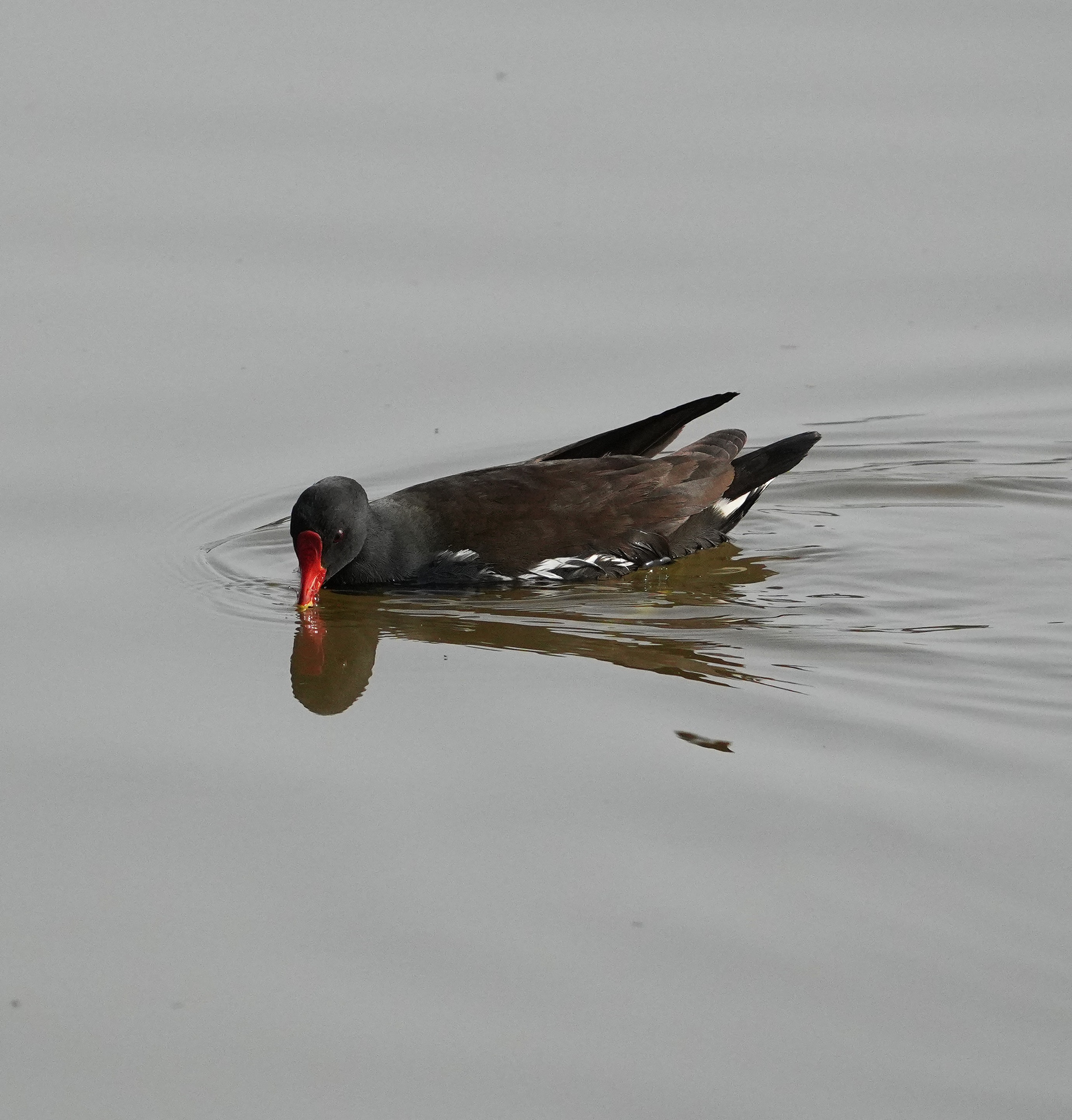Moorhen