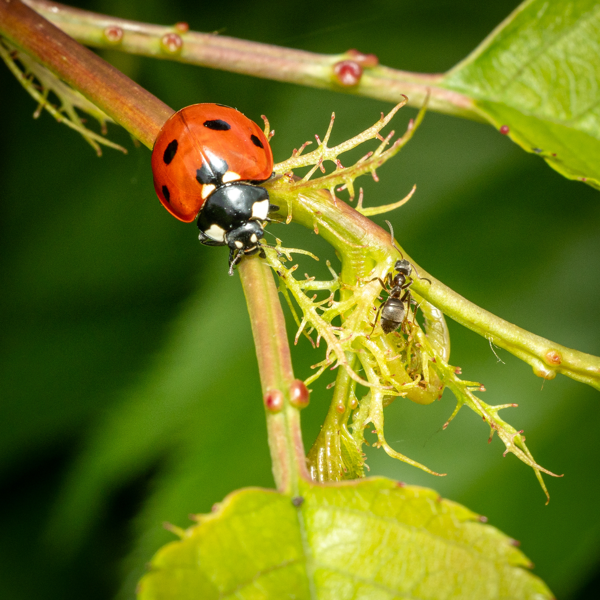 Lady Bug