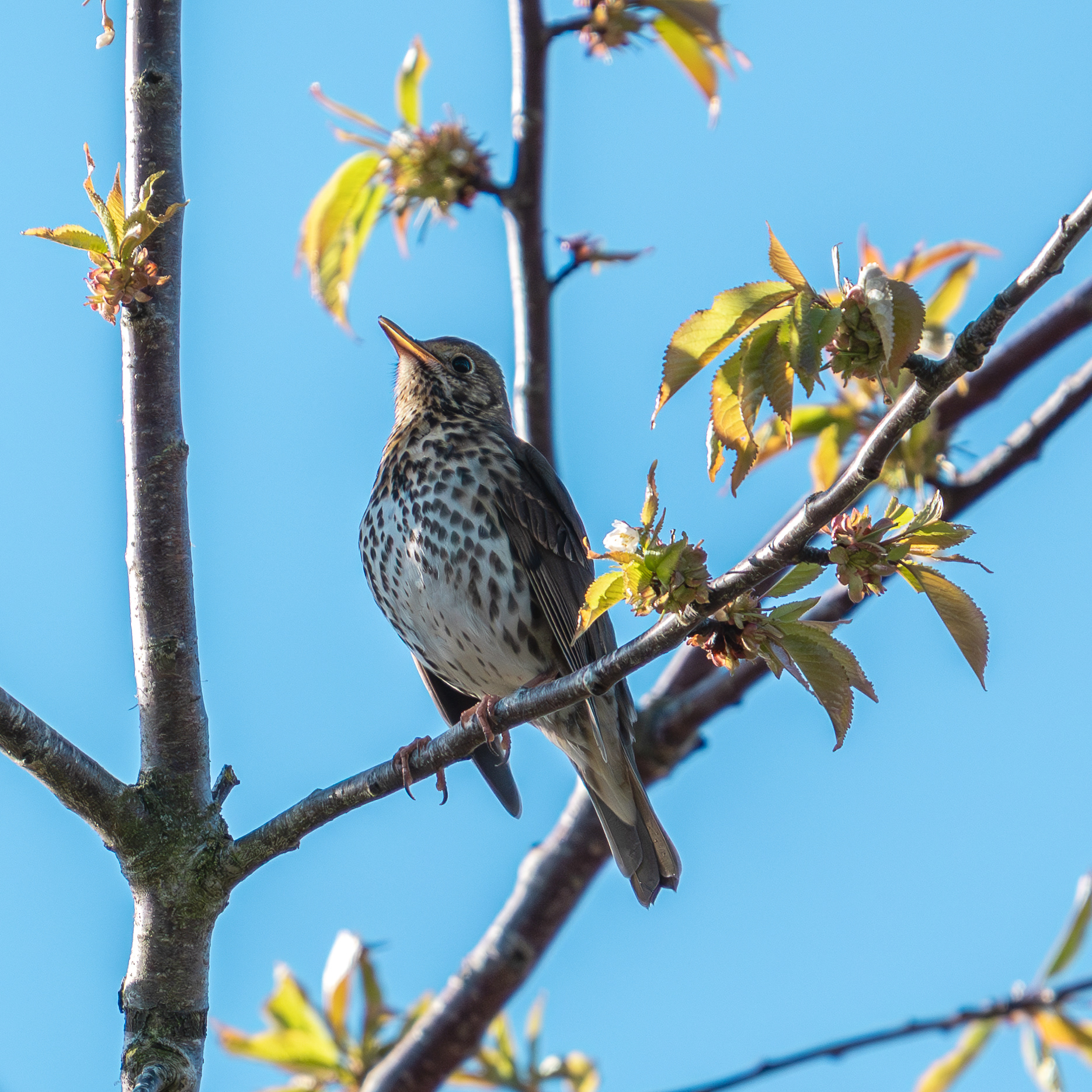 Songthrush